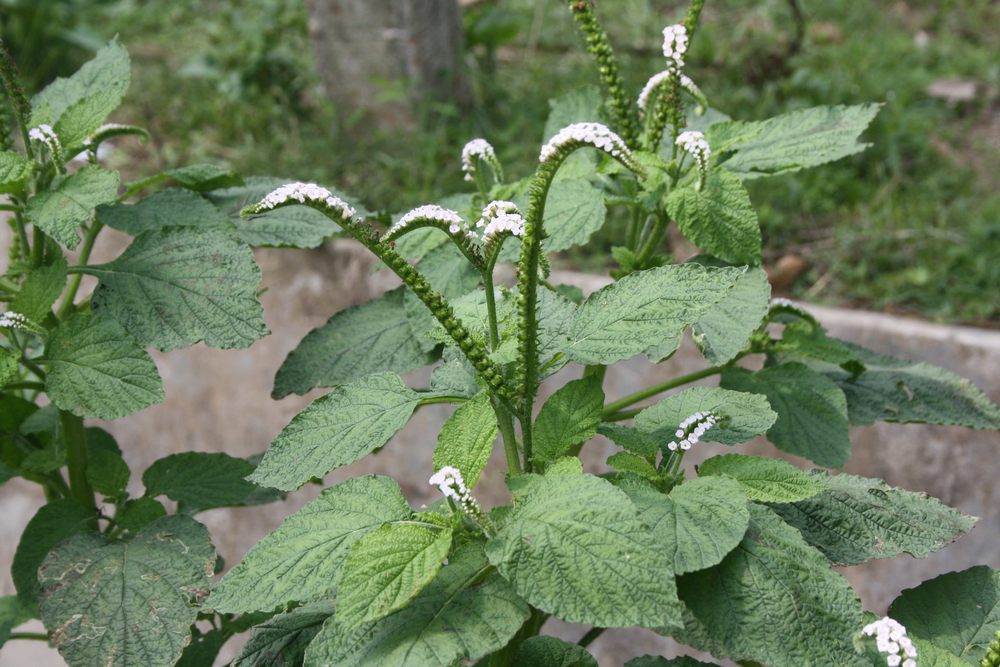 Heliotropium indicum Photo 1
