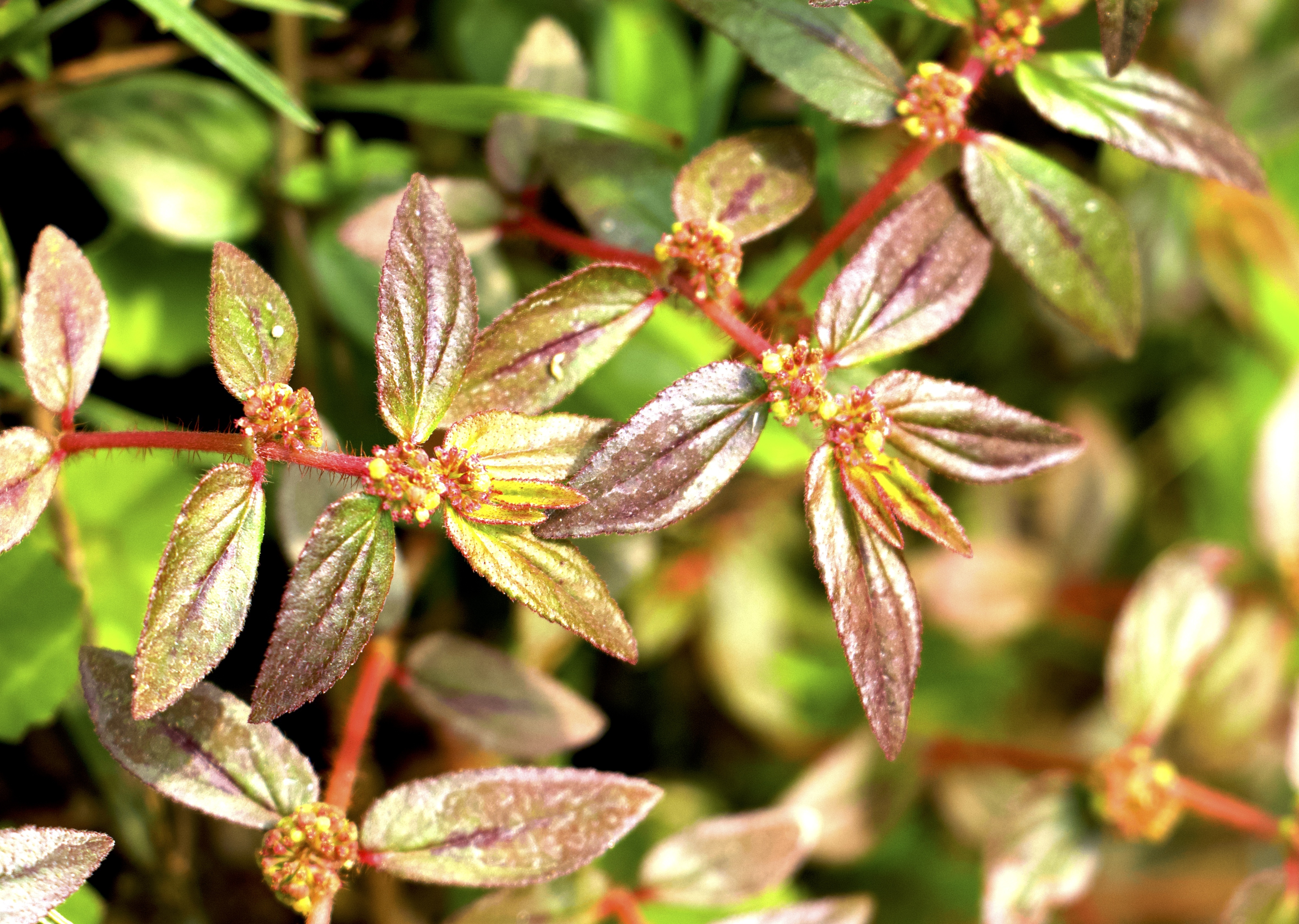 Euphorbia hirta Photo 1