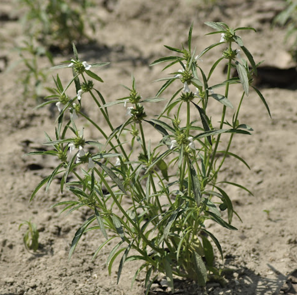 Leucas aspera Photo 1