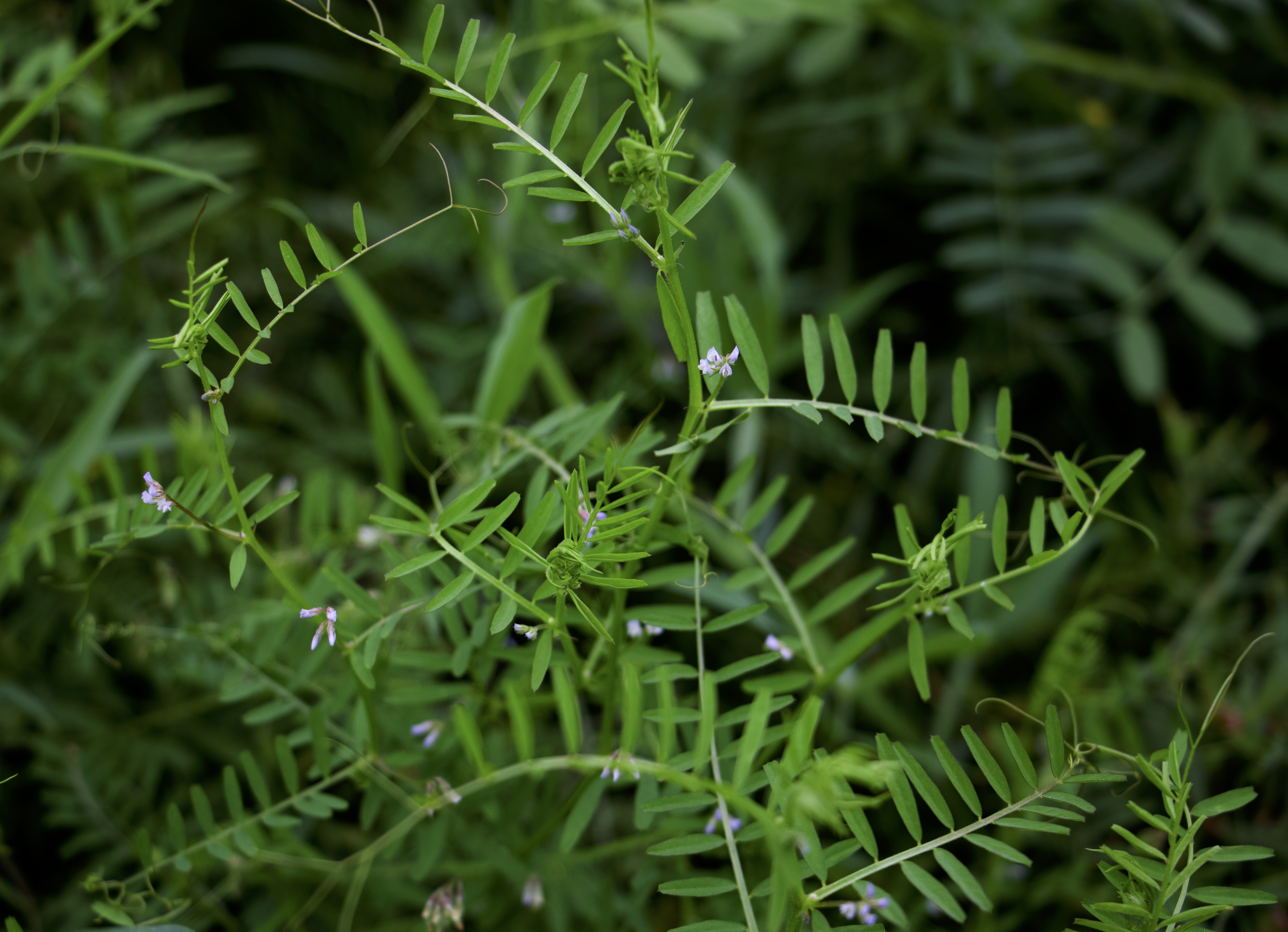 Vicia hirsuta Photo 1