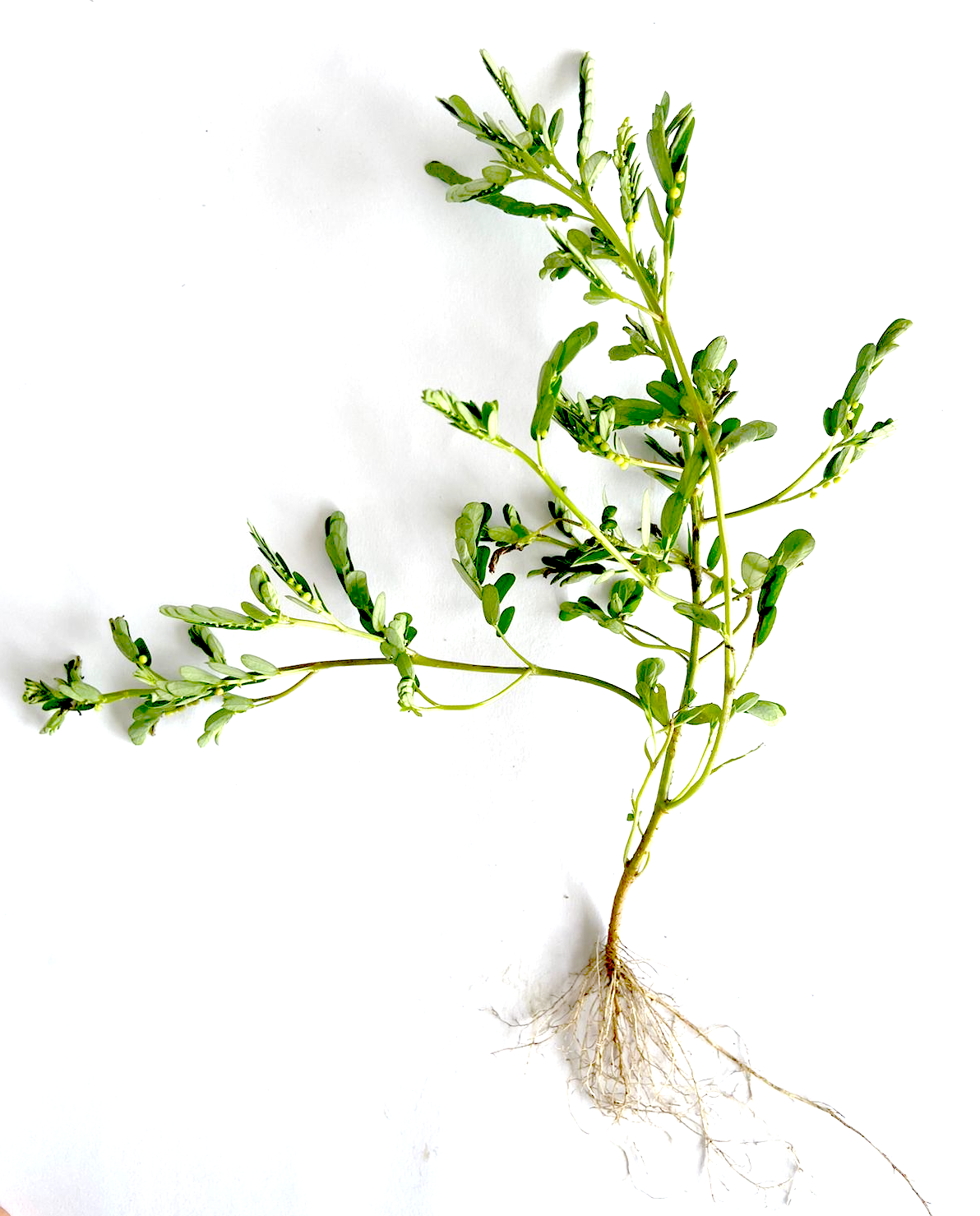 Phyllanthus niruri Photo 1