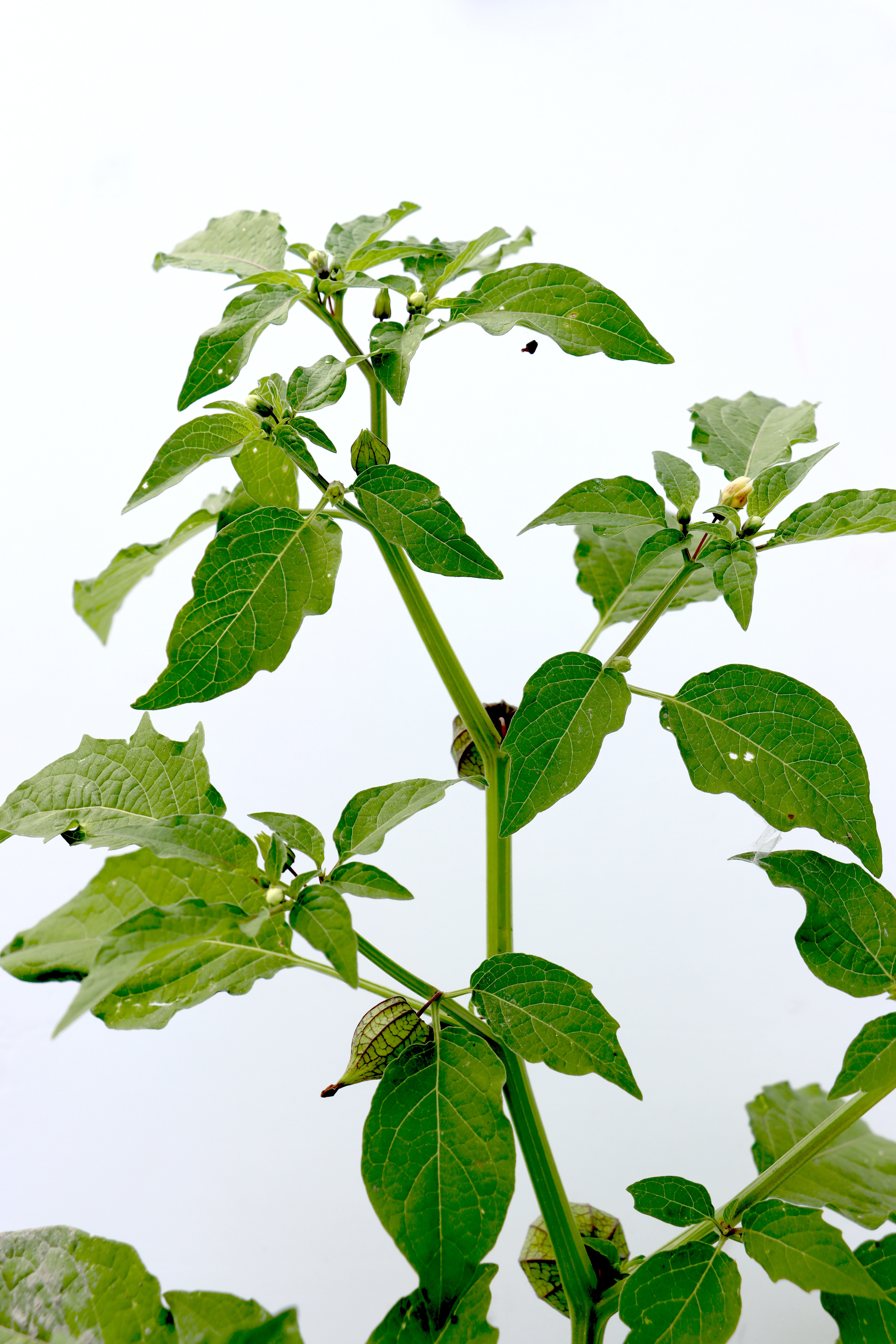 Physalis minima Photo 1