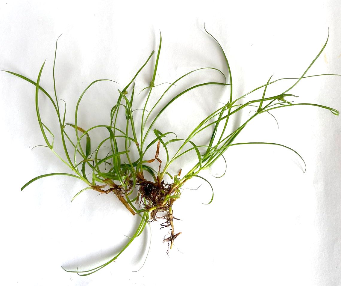 Cyperus nemoralis Photo 1