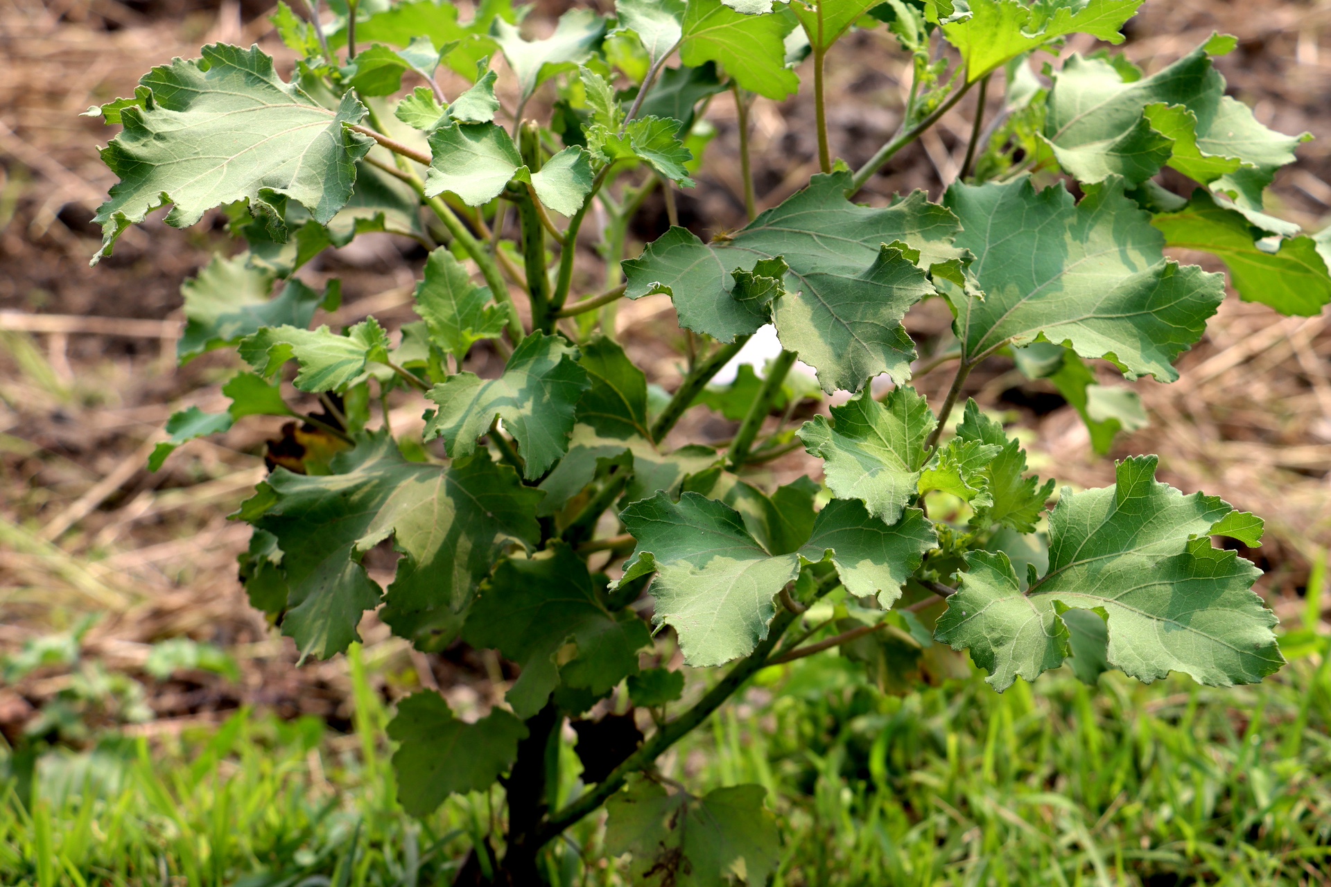 Xanthium strumarium Photo 1
