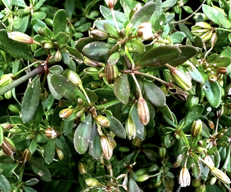 Glinus oppositifolius Photo 1