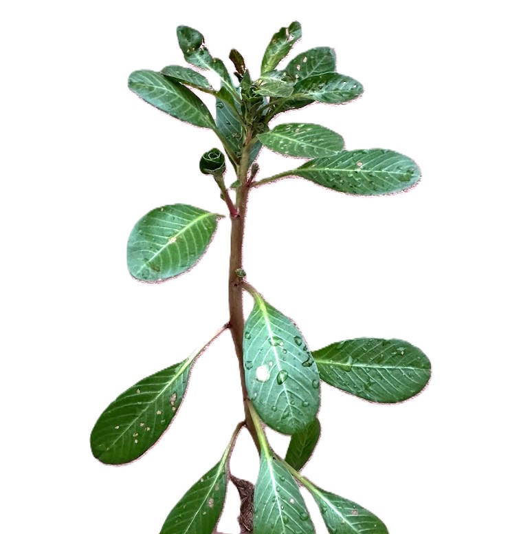 Ludwigia adscendens Photo 1