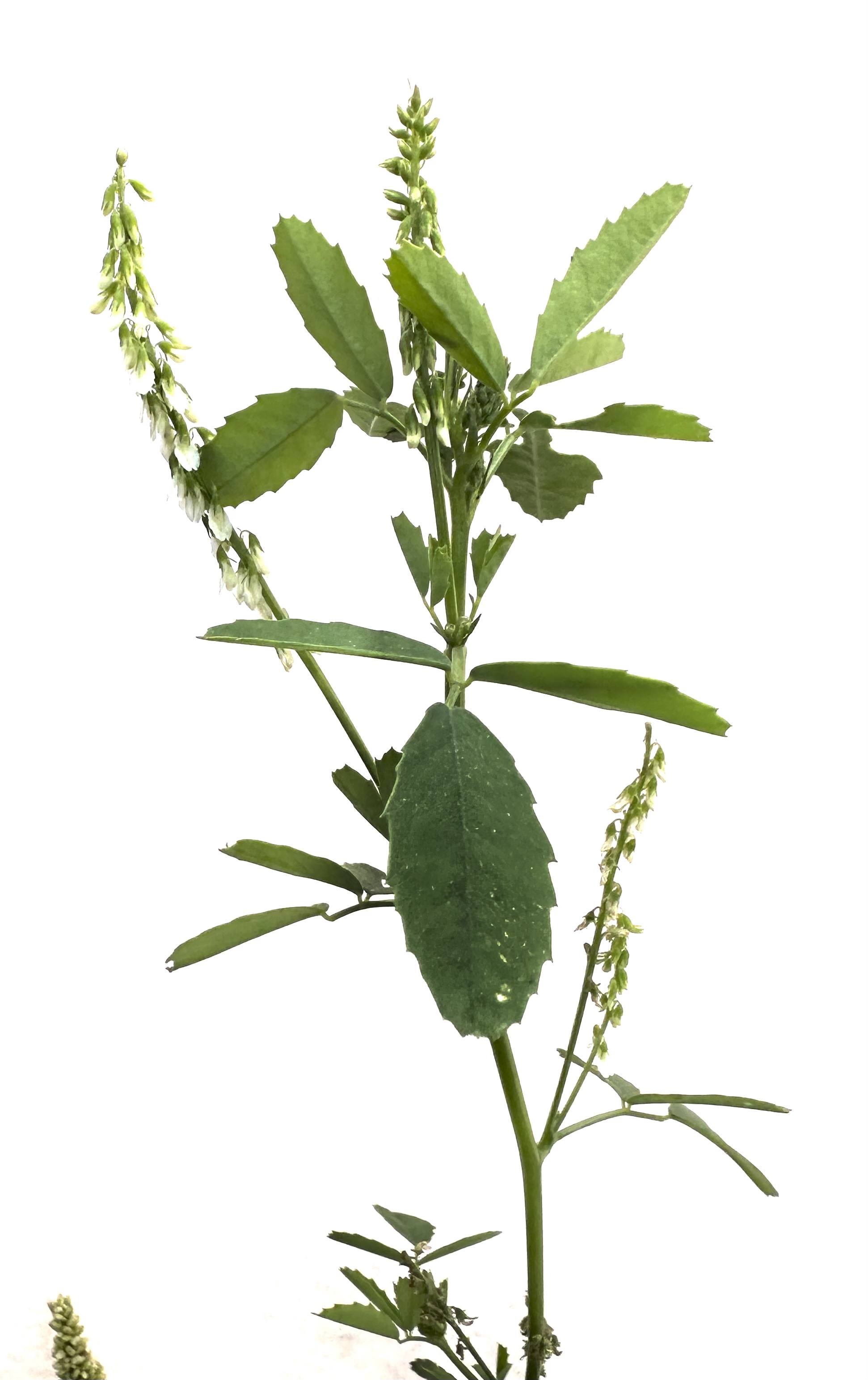 Melilotus albus Photo 1