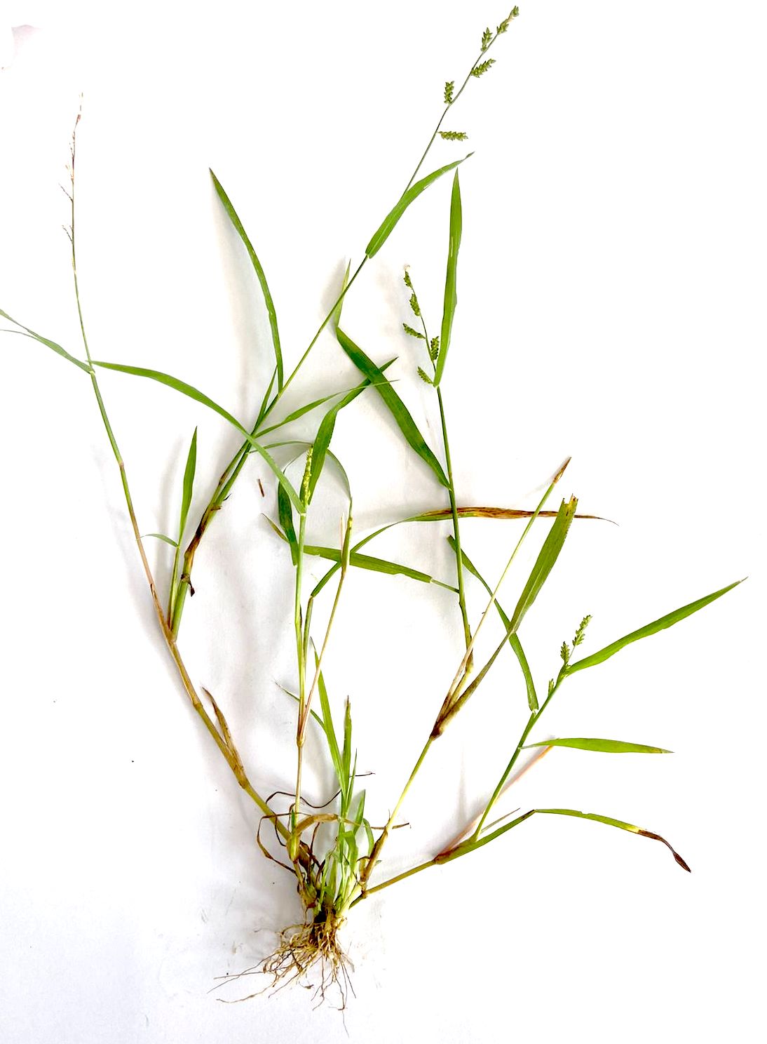 Echinochloa colonum Photo 1