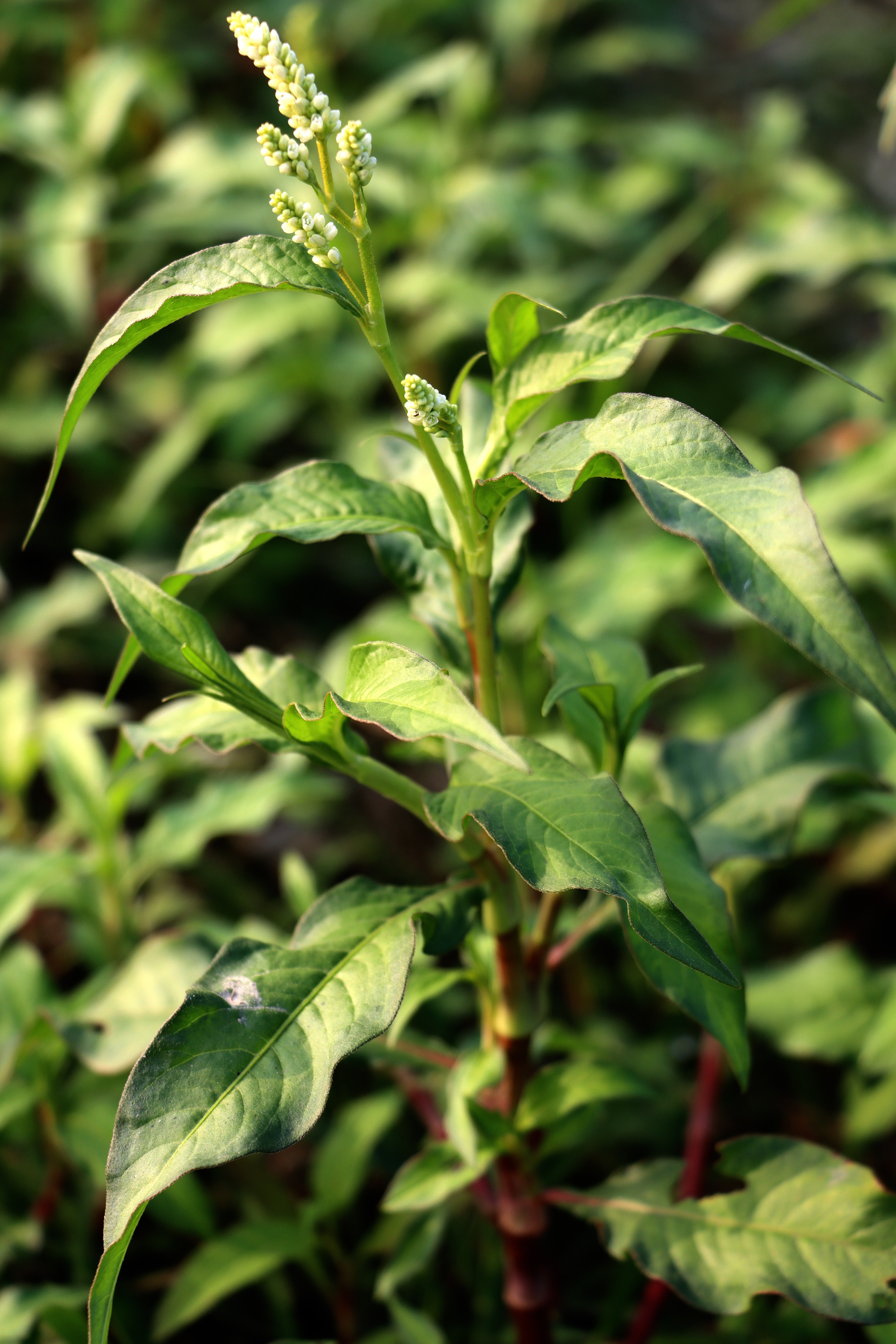 Polygonum hydropiper Photo 1