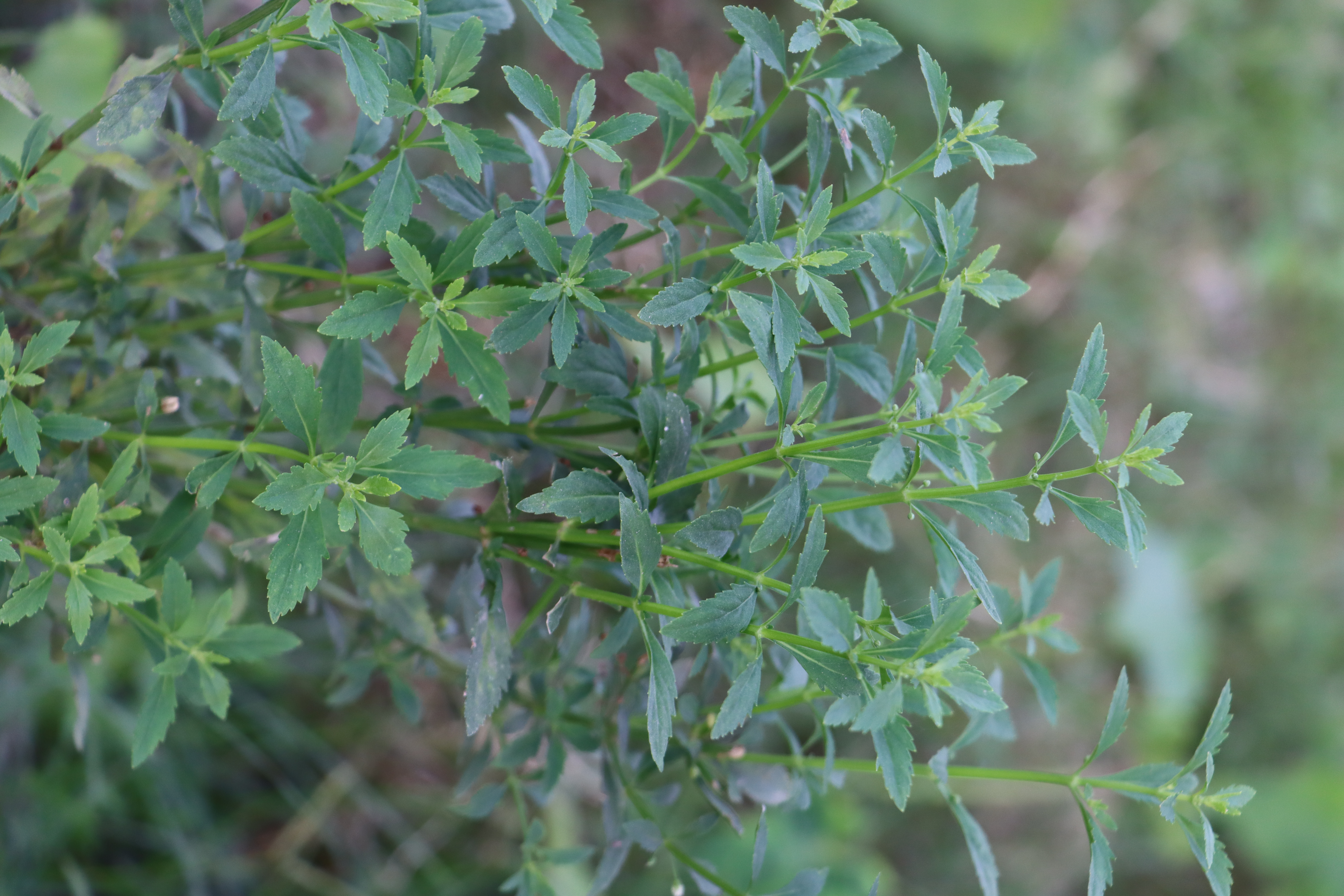 Scoparia dulcis Photo 1