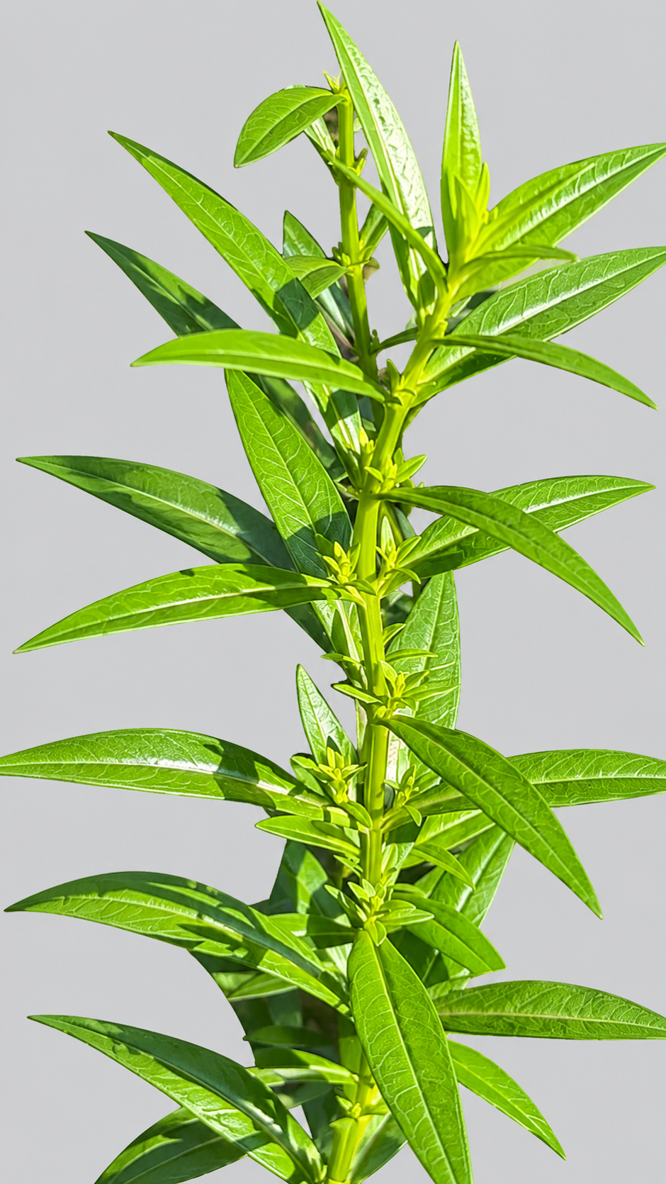 Ammannia baccifera Photo 1