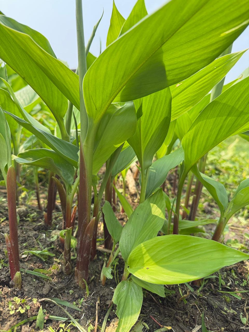 Curcuma ferruginea Photo 1