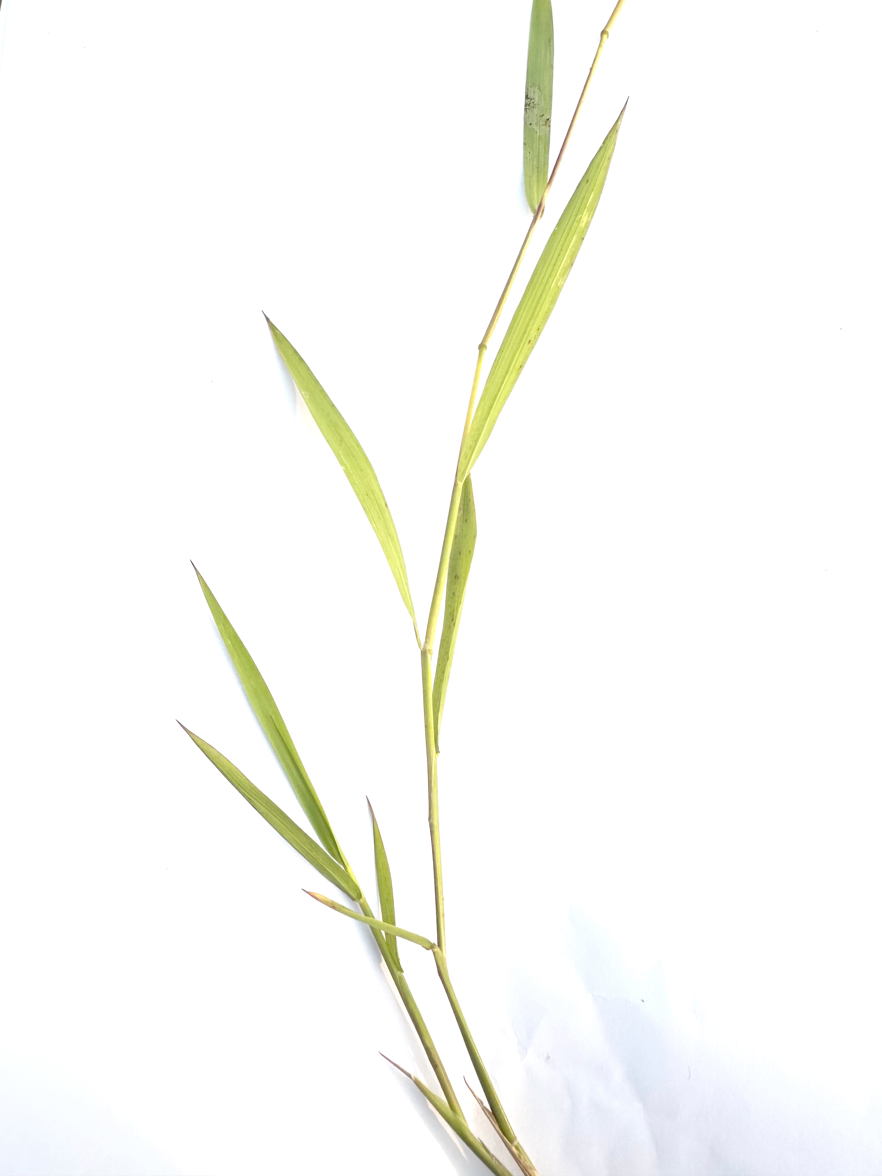 Leersia hexandra Photo 1