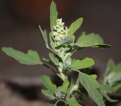 Chenopodium album Photo 1