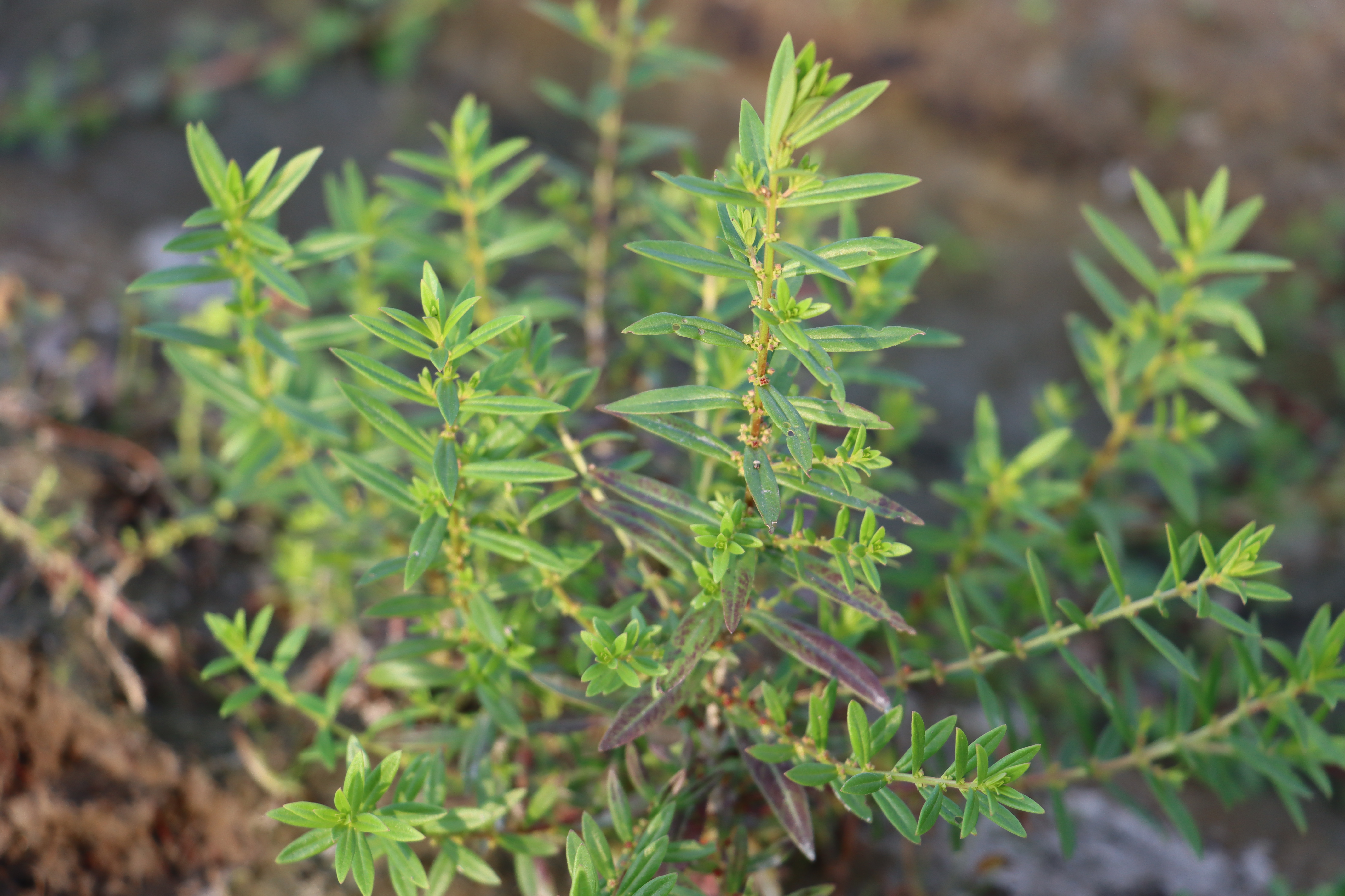 Oldenlandia corymbosa Photo 1