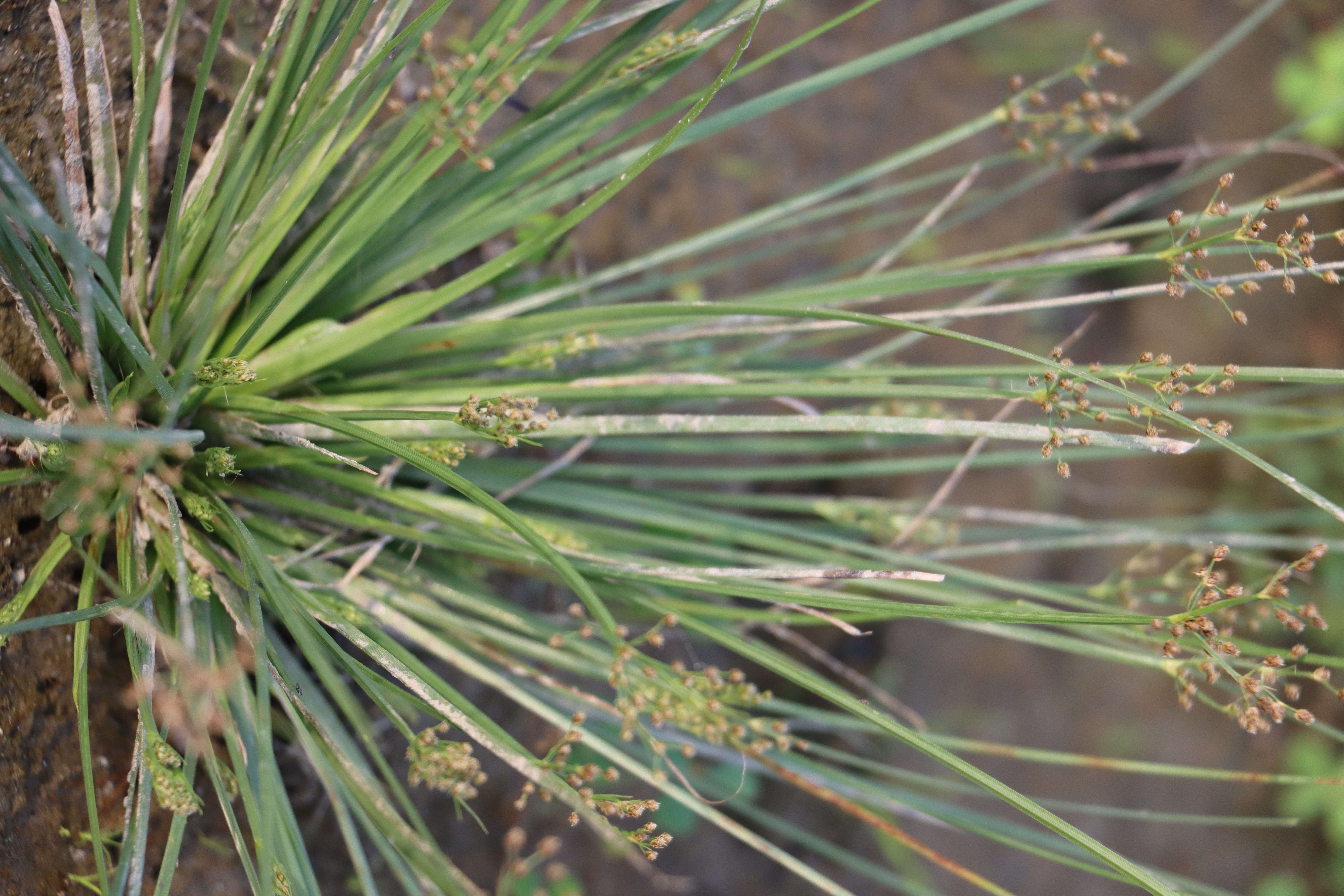 Fimbristylis miliacea Photo 1