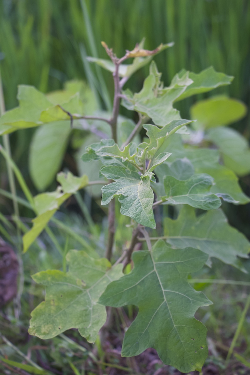 Solanum torvum Photo 1