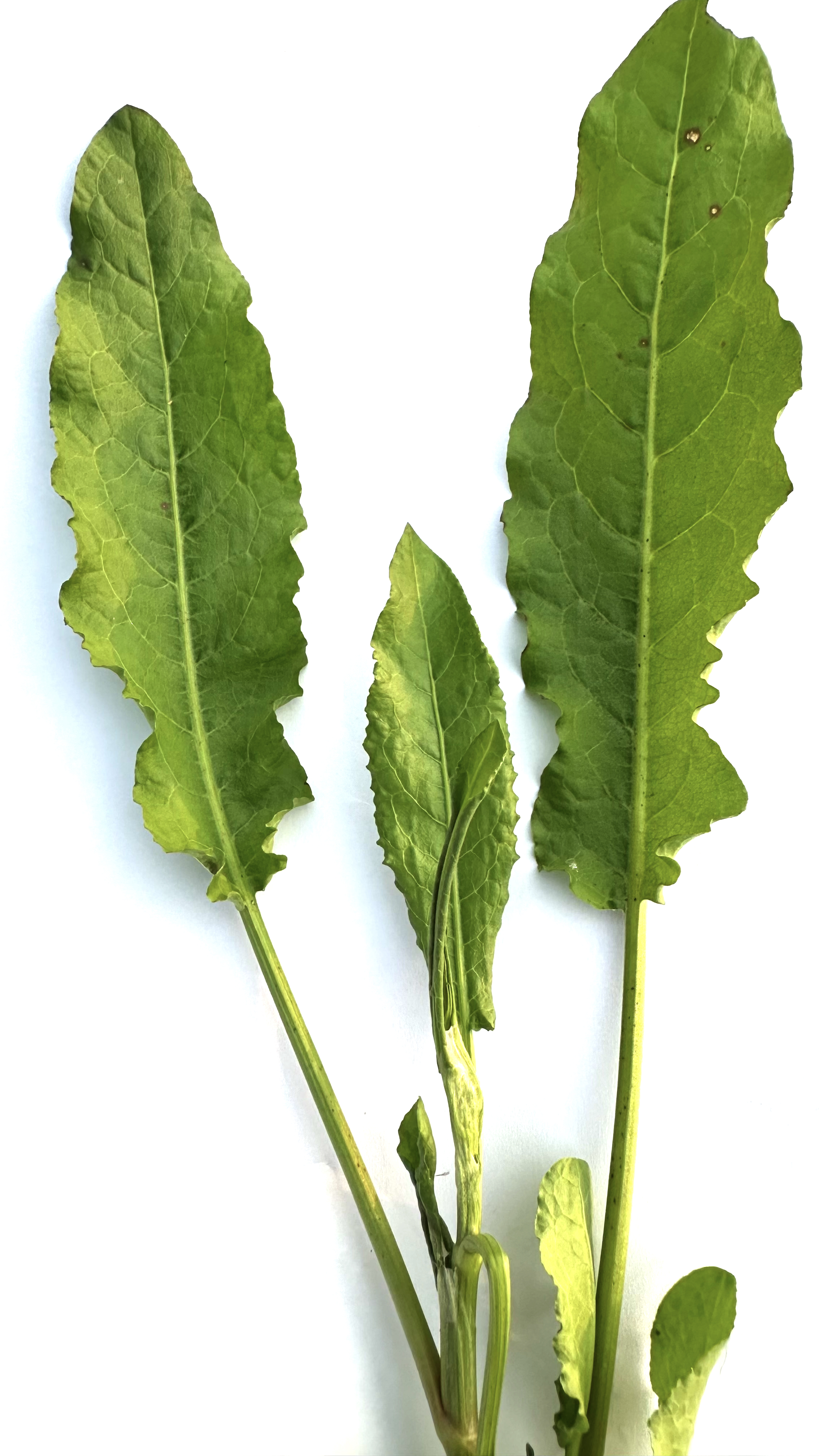 Rumex maritimus Photo 1