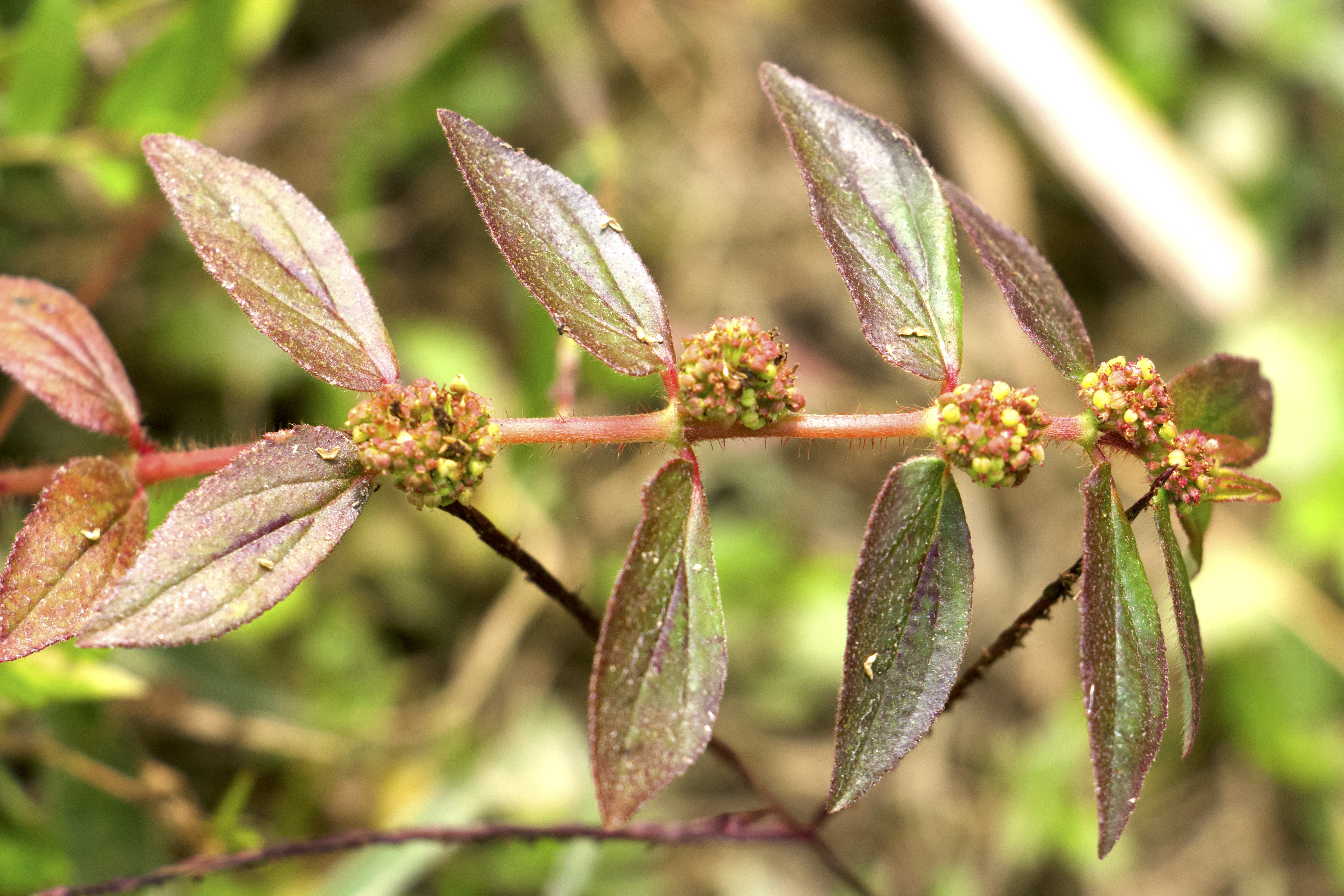 Euphorbia hirta Photo 2