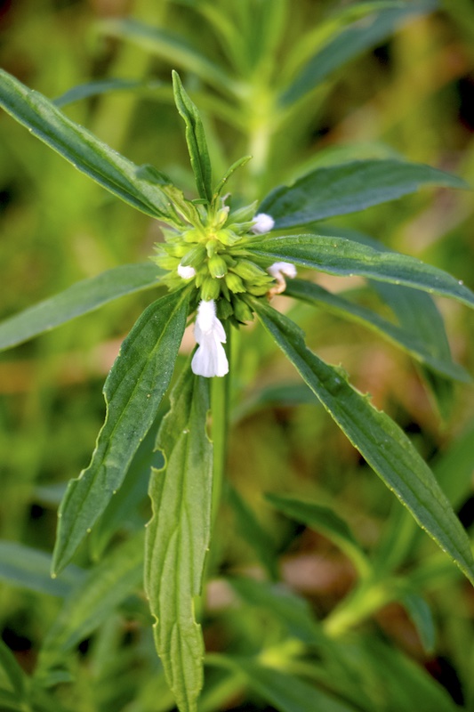 Leucas aspera Photo 2