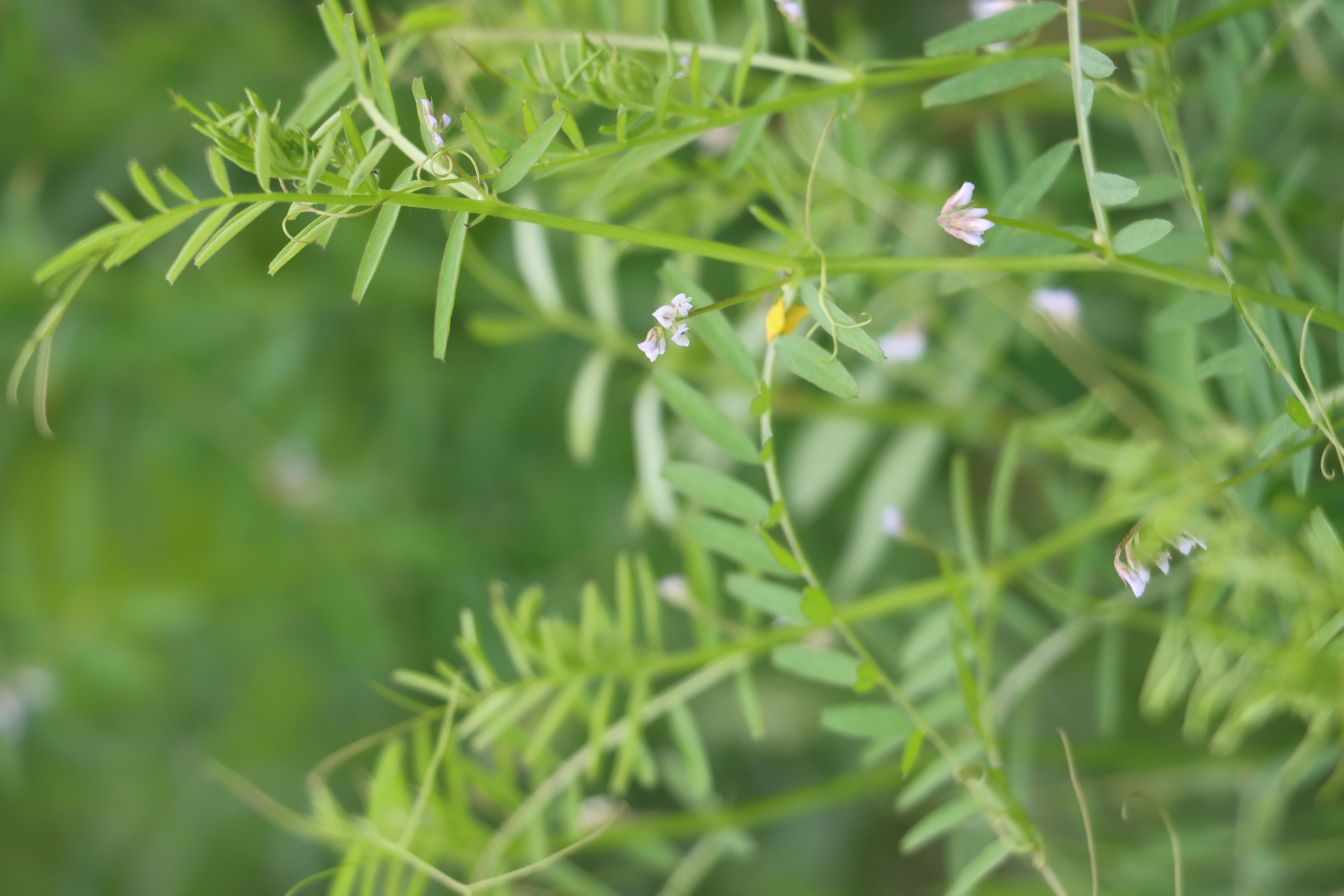 Vicia hirsuta Photo 2