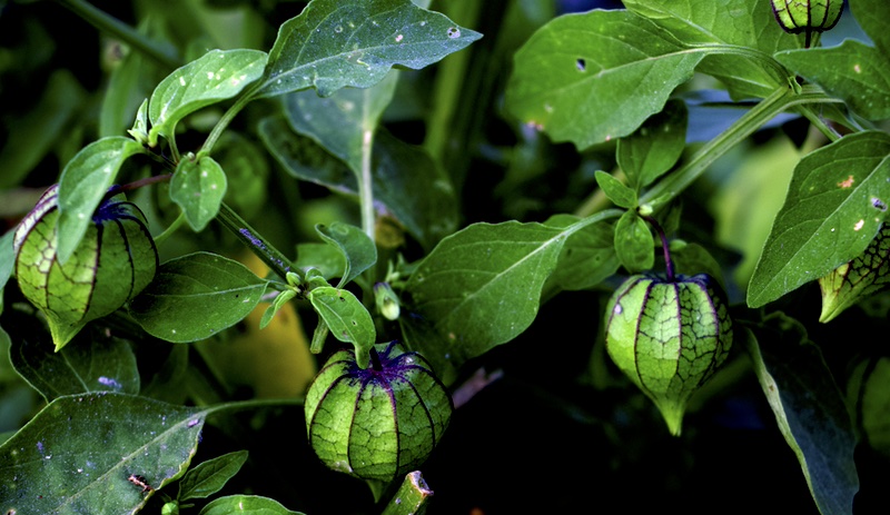 Physalis minima Photo 2