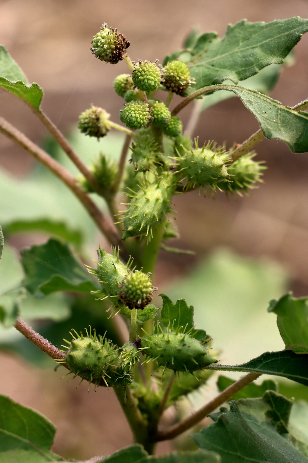 Xanthium strumarium Photo 2