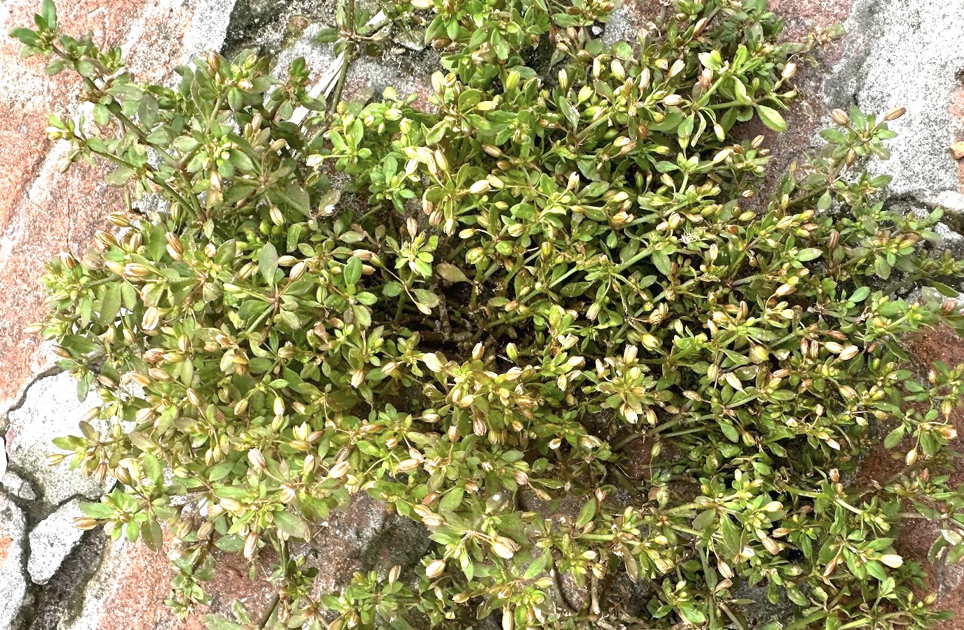 Glinus oppositifolius Photo 2