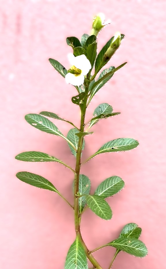 Ludwigia adscendens Photo 2