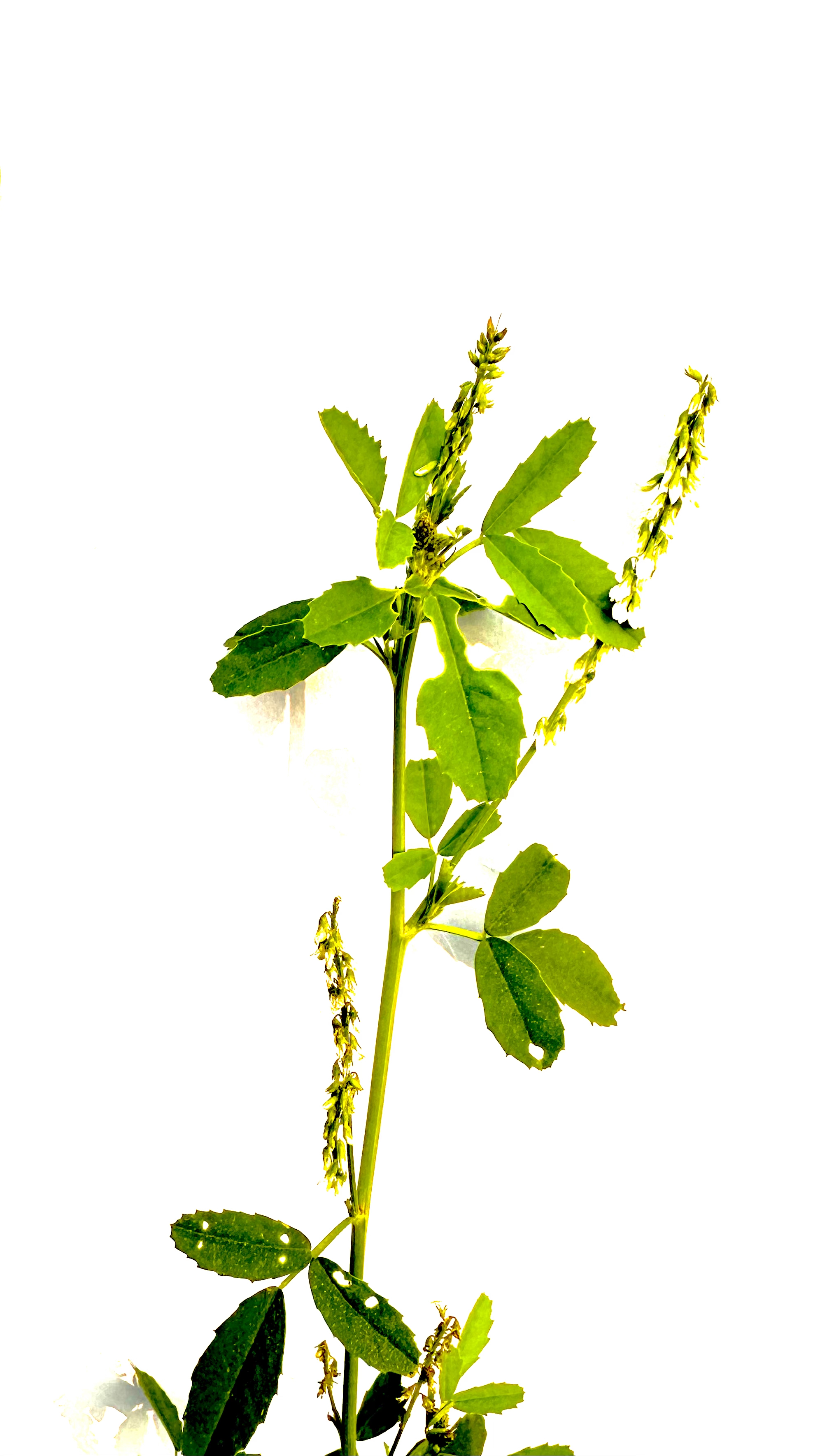 Melilotus albus Photo 2