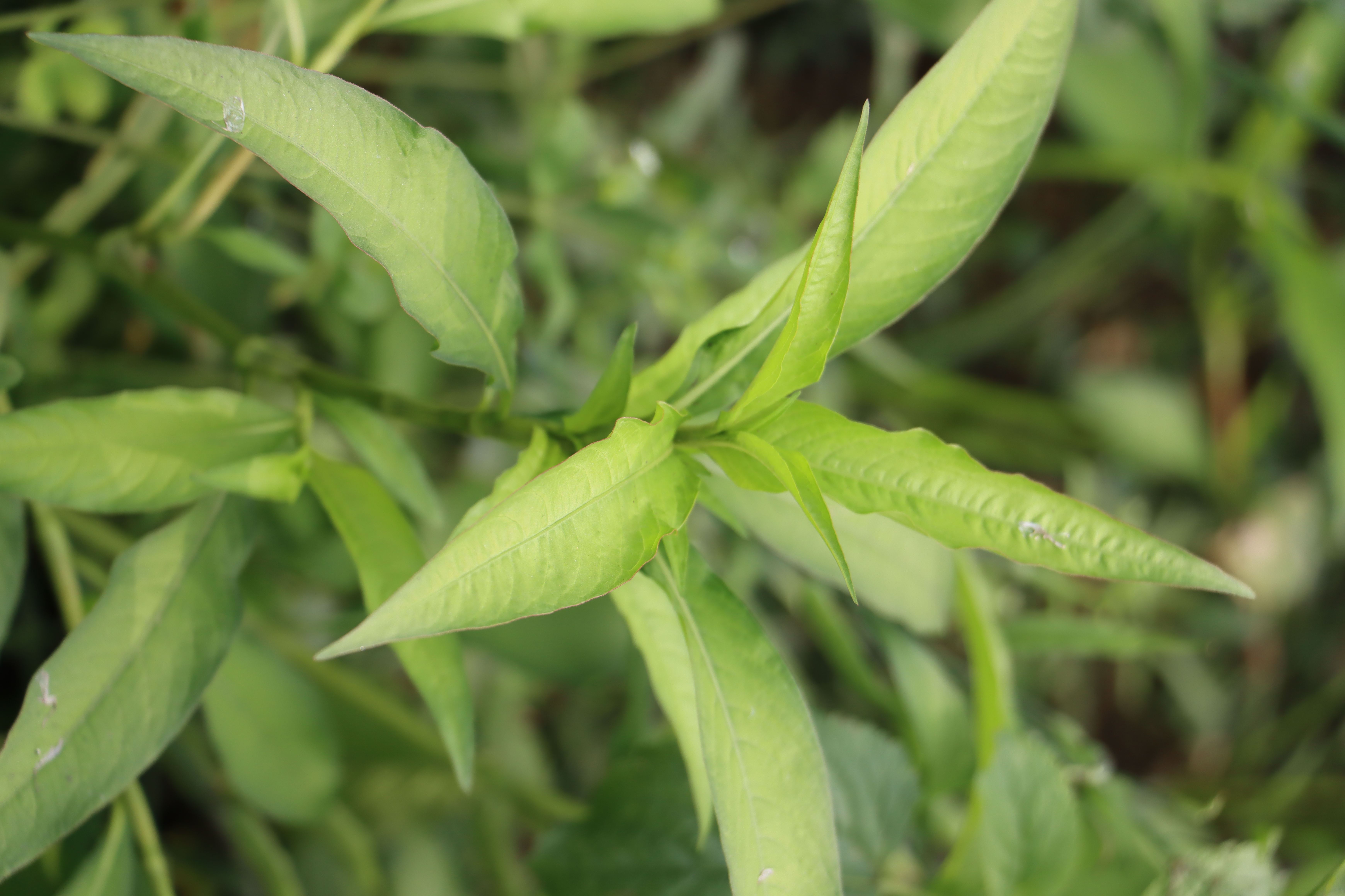 Polygonum hydropiper Photo 2