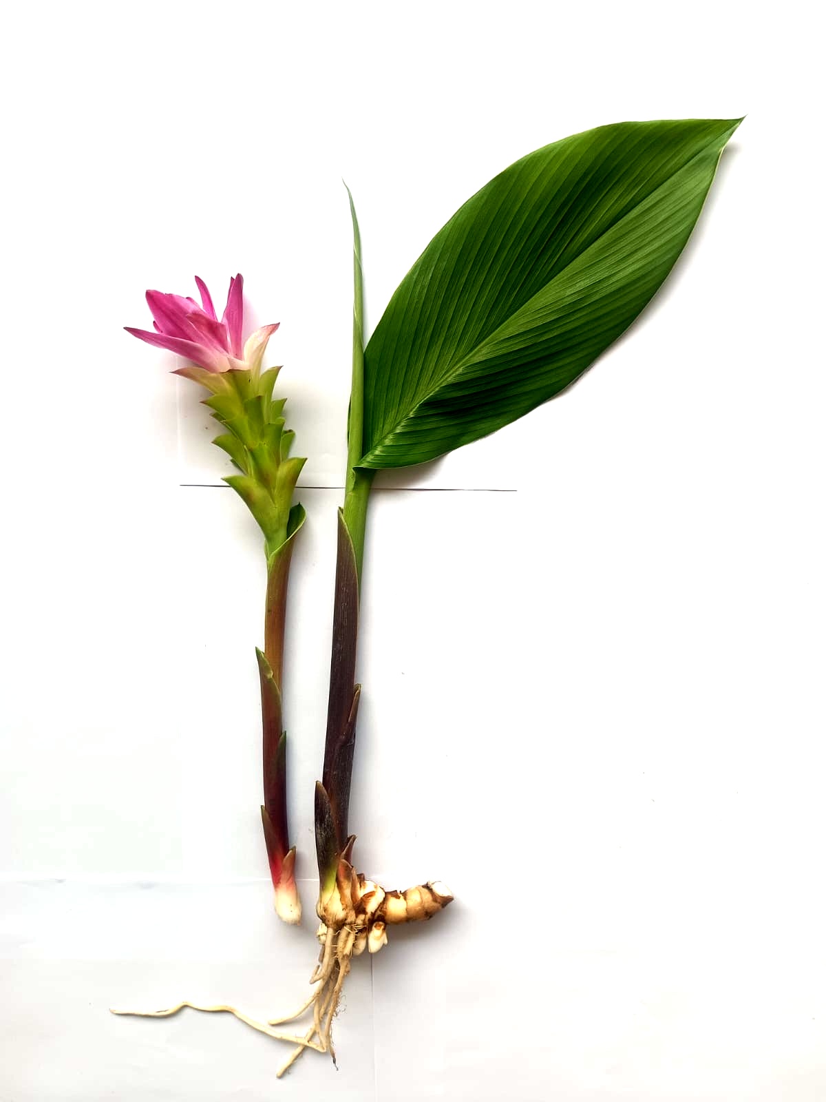 Curcuma ferruginea Photo 2