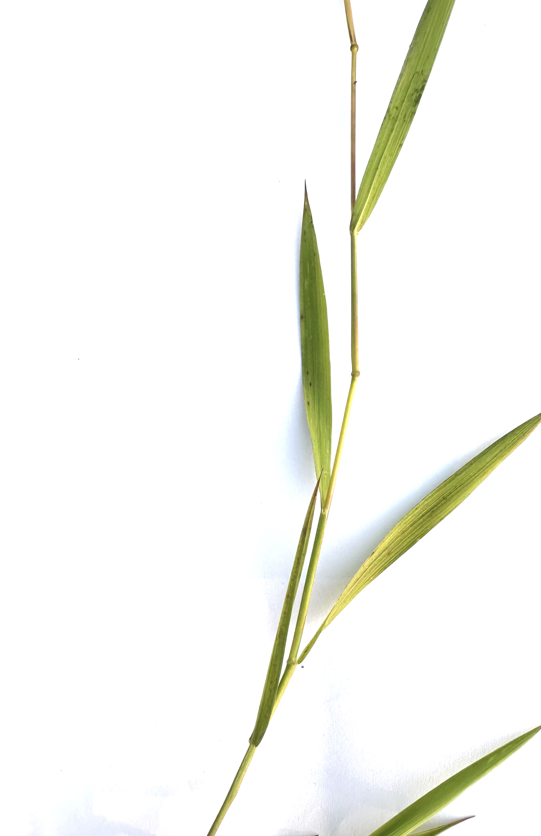 Leersia hexandra Photo 2