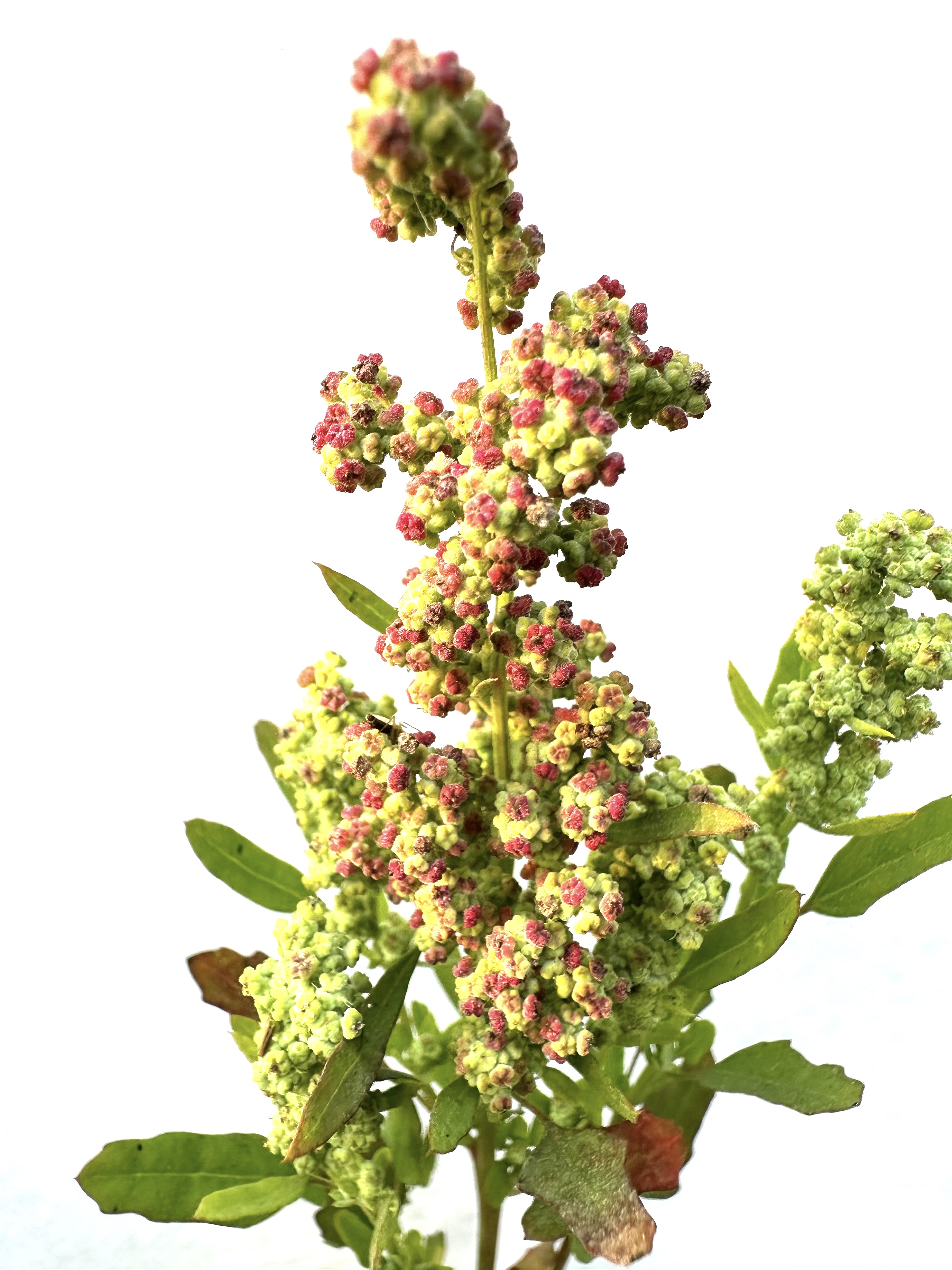 Chenopodium album Photo 2