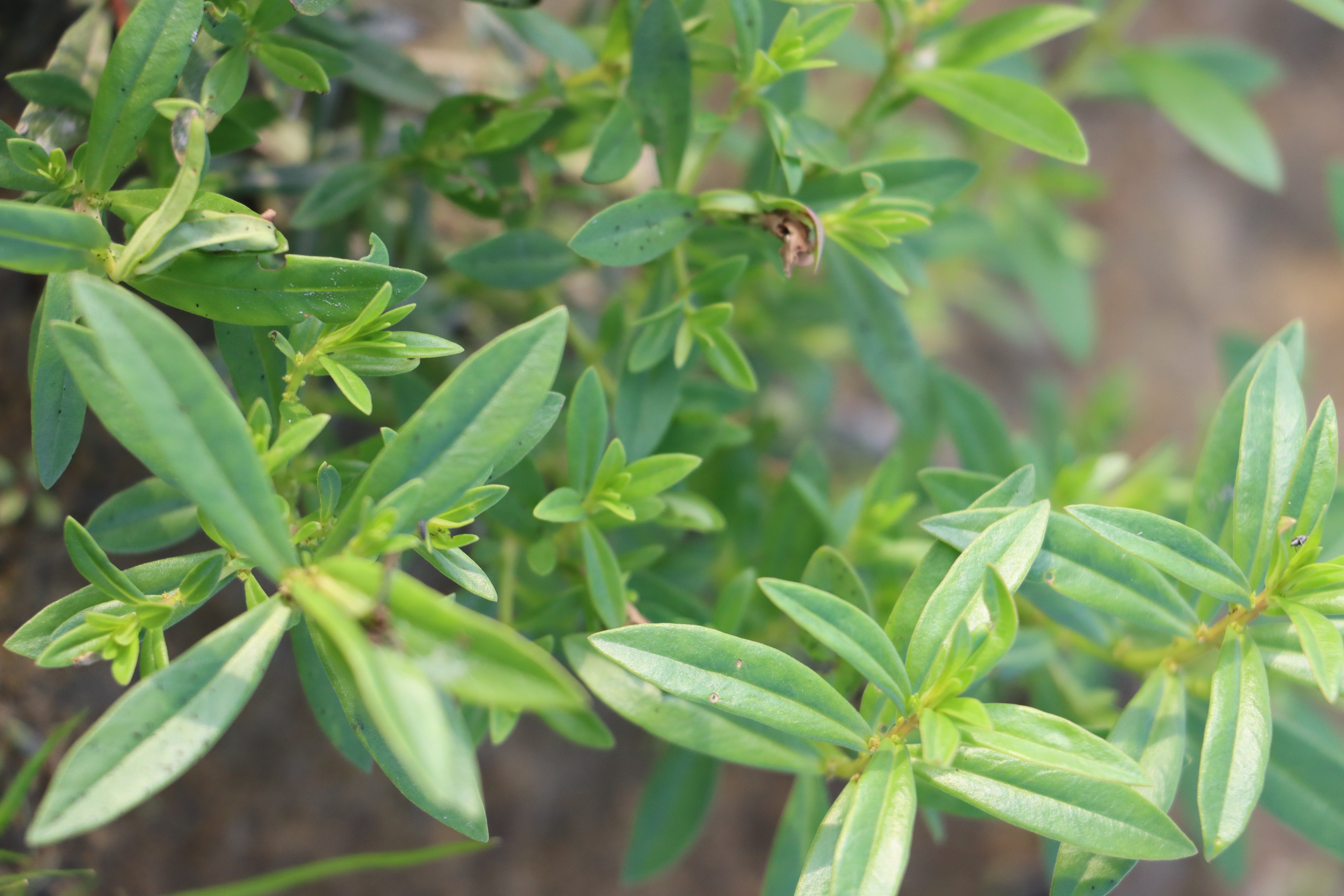 Oldenlandia corymbosa Photo 2