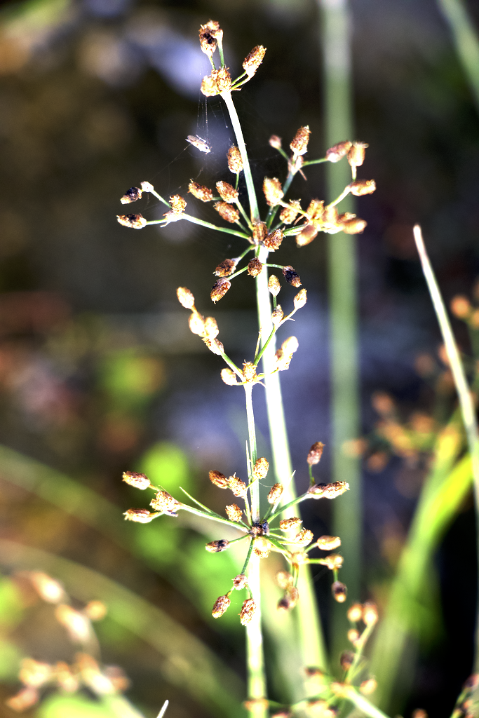 Fimbristylis miliacea Photo 2