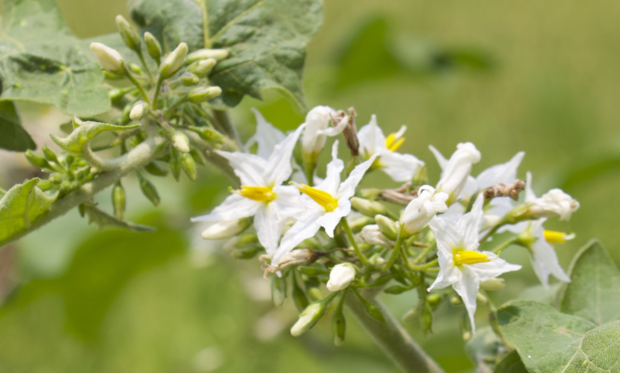 Solanum torvum Photo 2