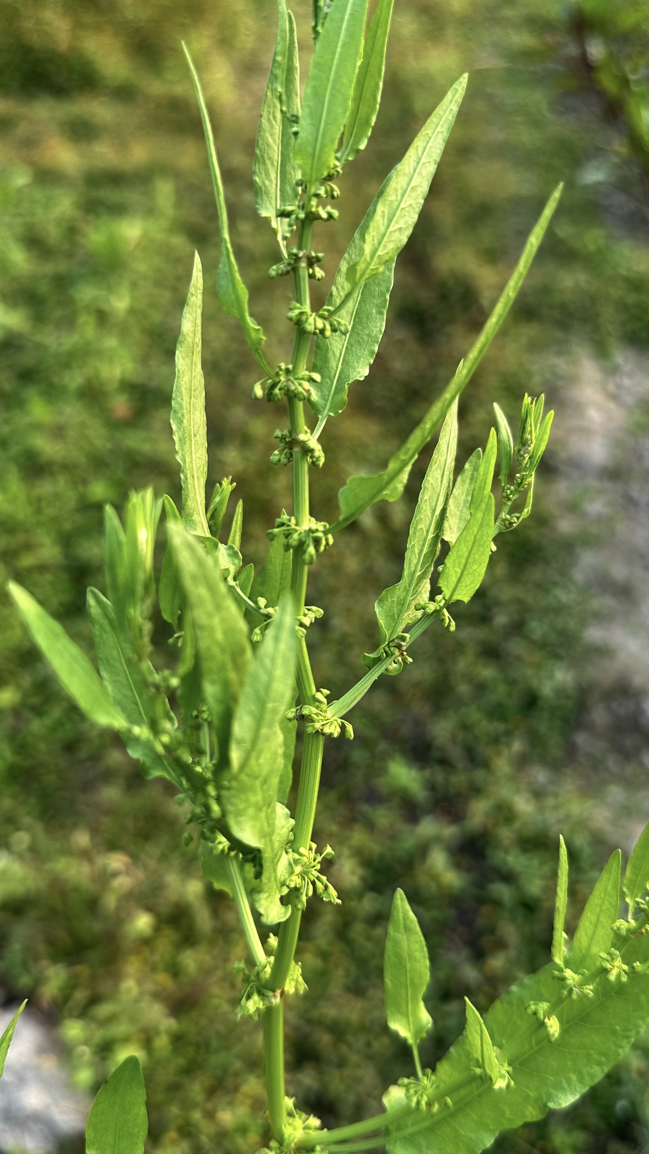 Rumex maritimus Photo 2