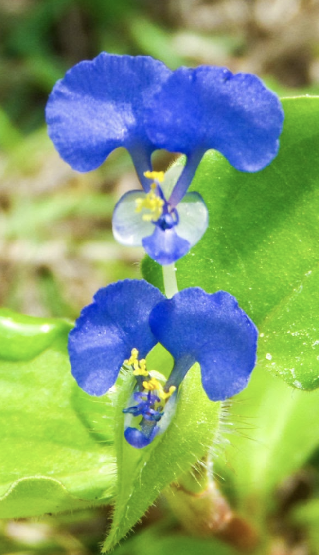 Commelina benghalensis Photo 3