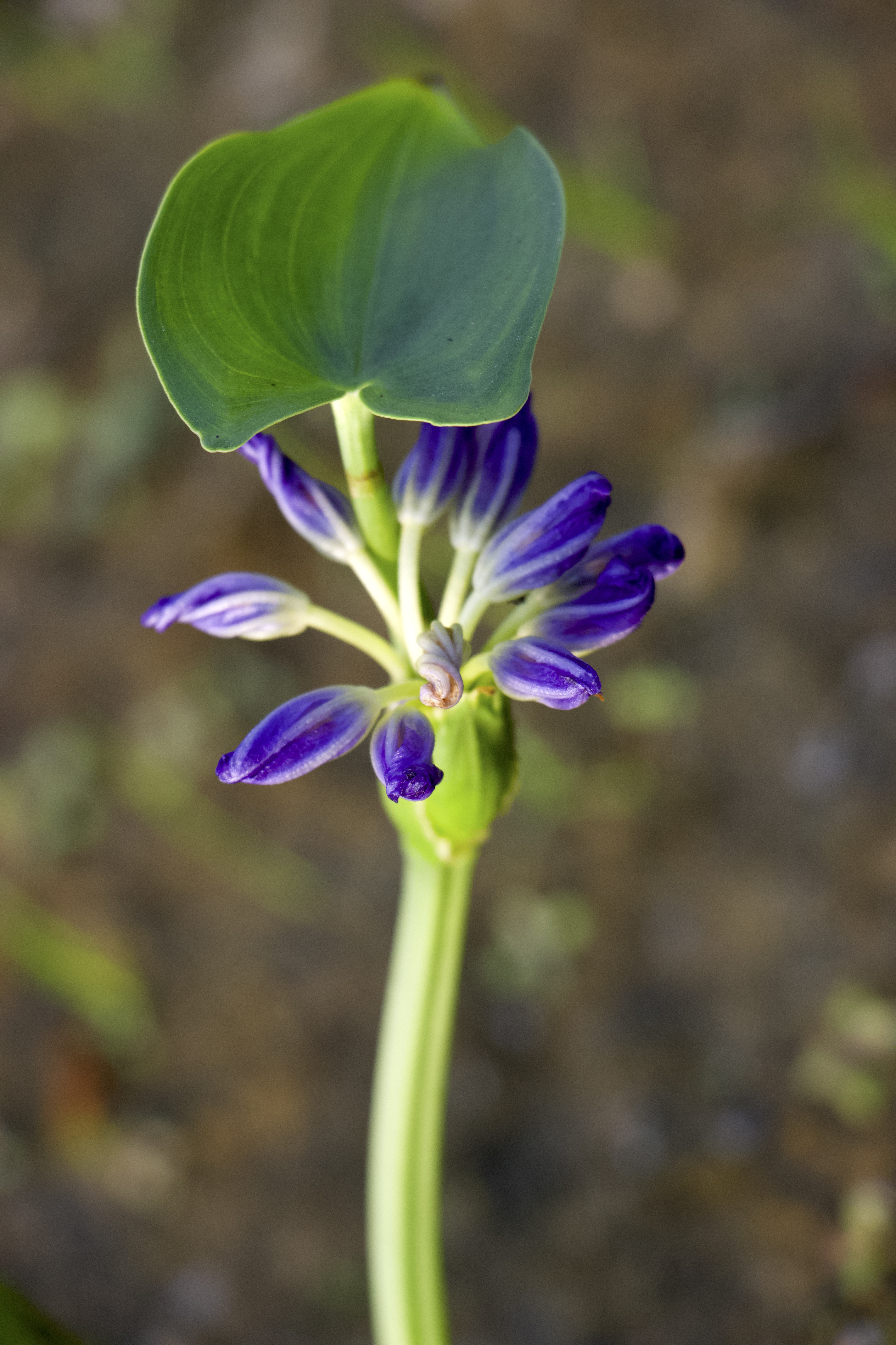Monochoria hastata Photo 3