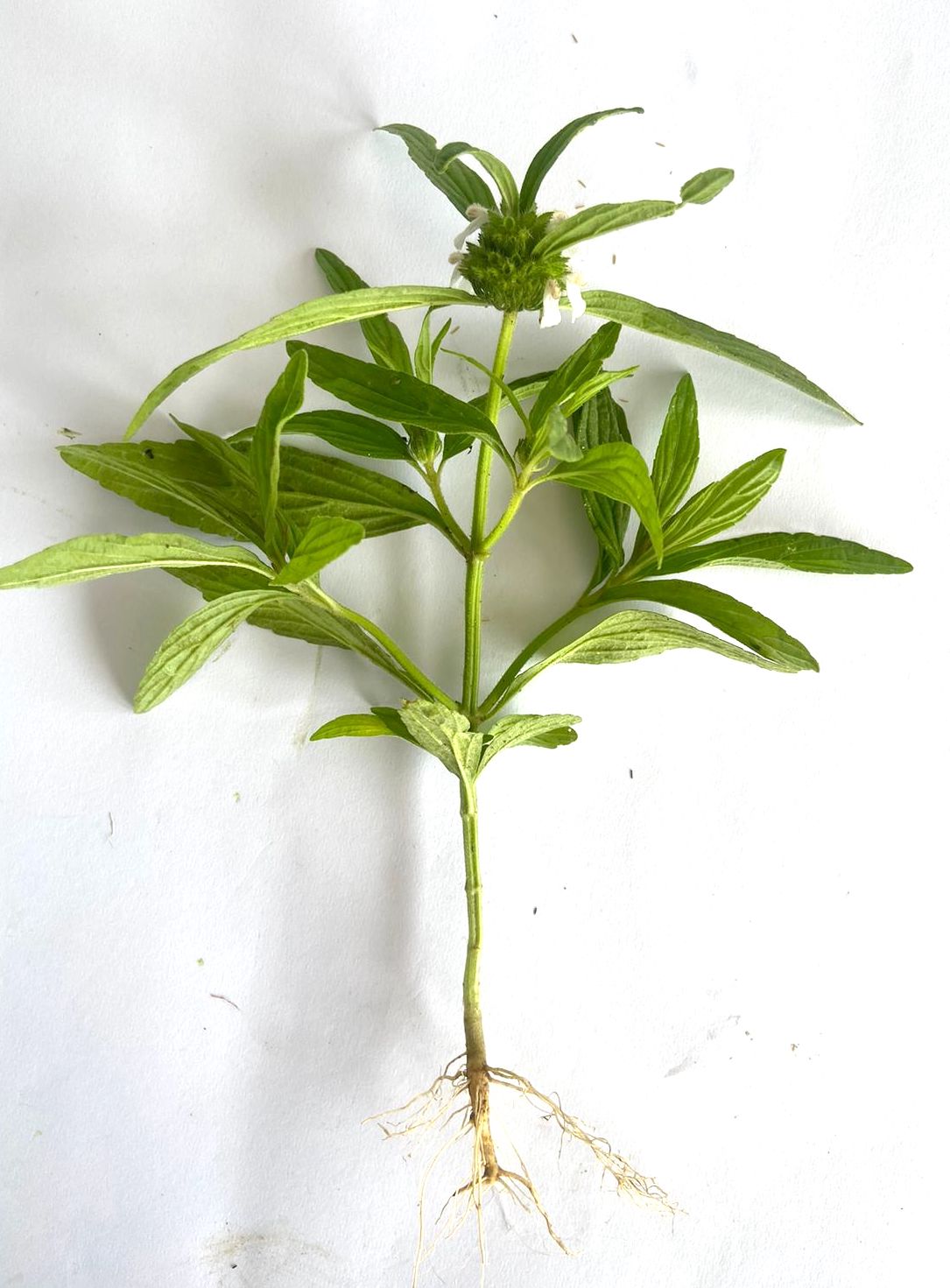 Leucas aspera Photo 3