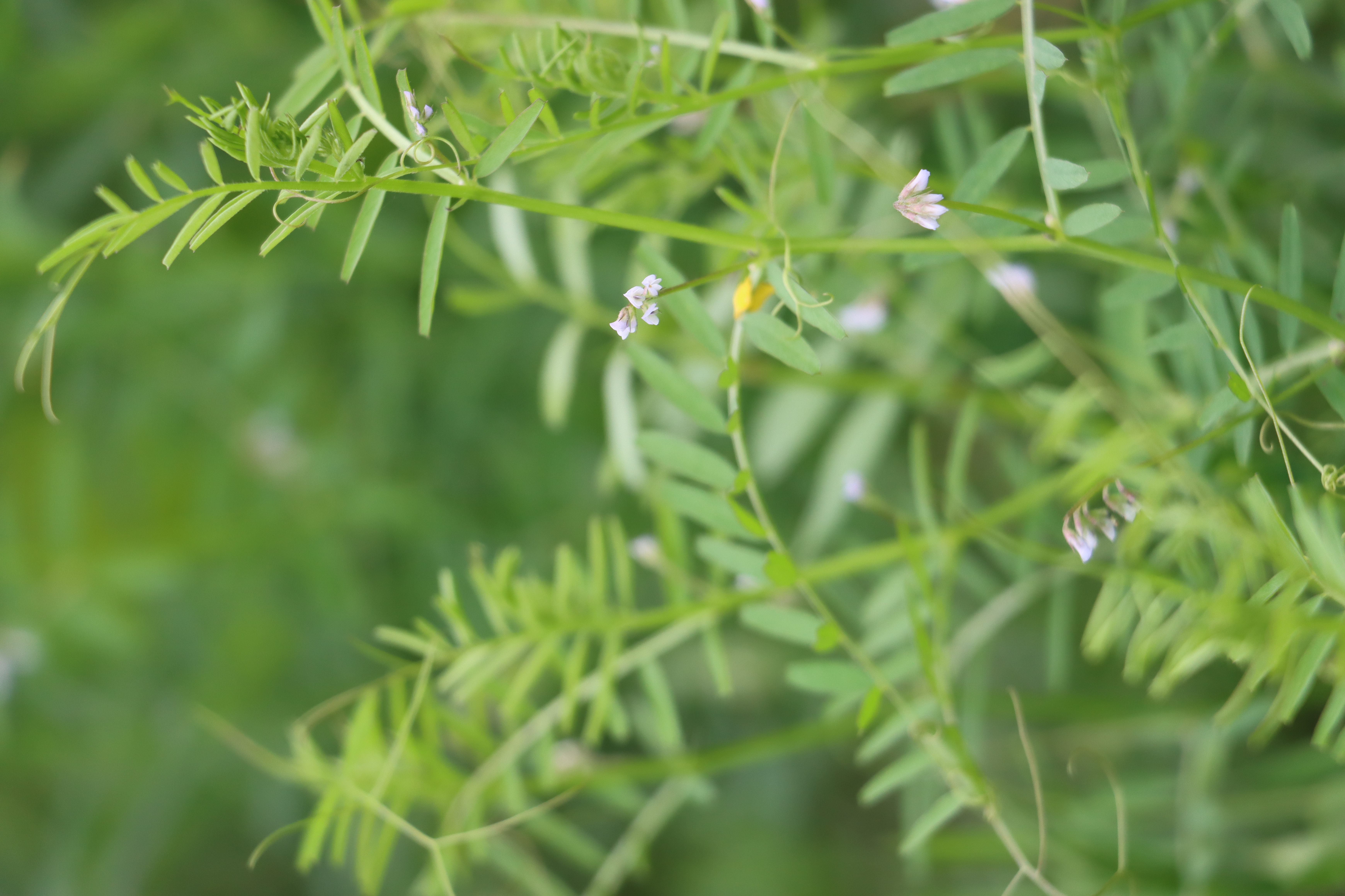 Vicia hirsuta Photo 3