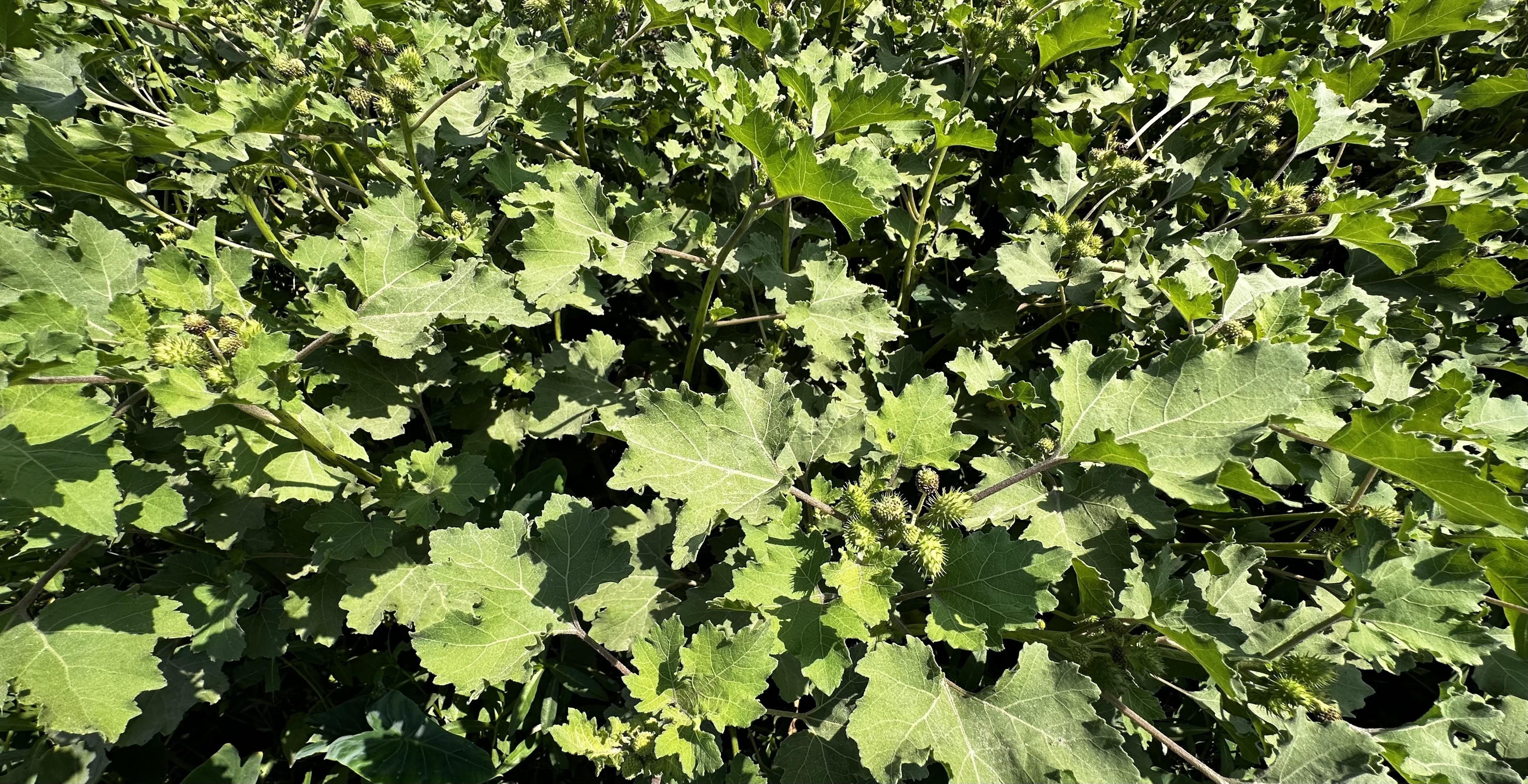 Xanthium strumarium Photo 3