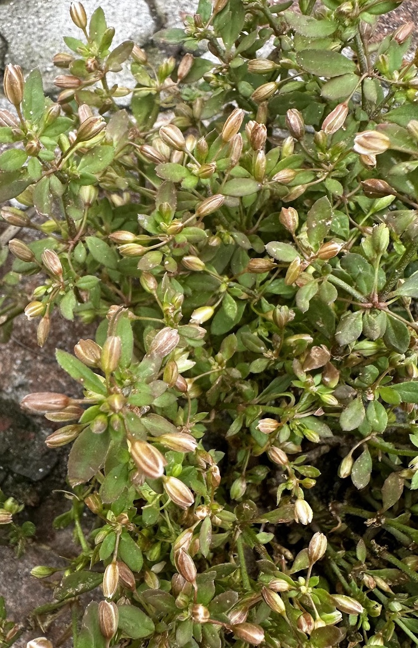 Glinus oppositifolius Photo 3