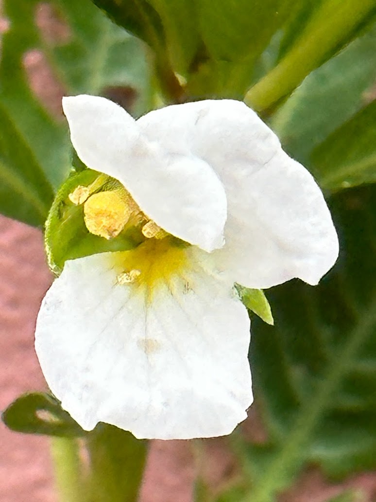 Ludwigia adscendens Photo 3