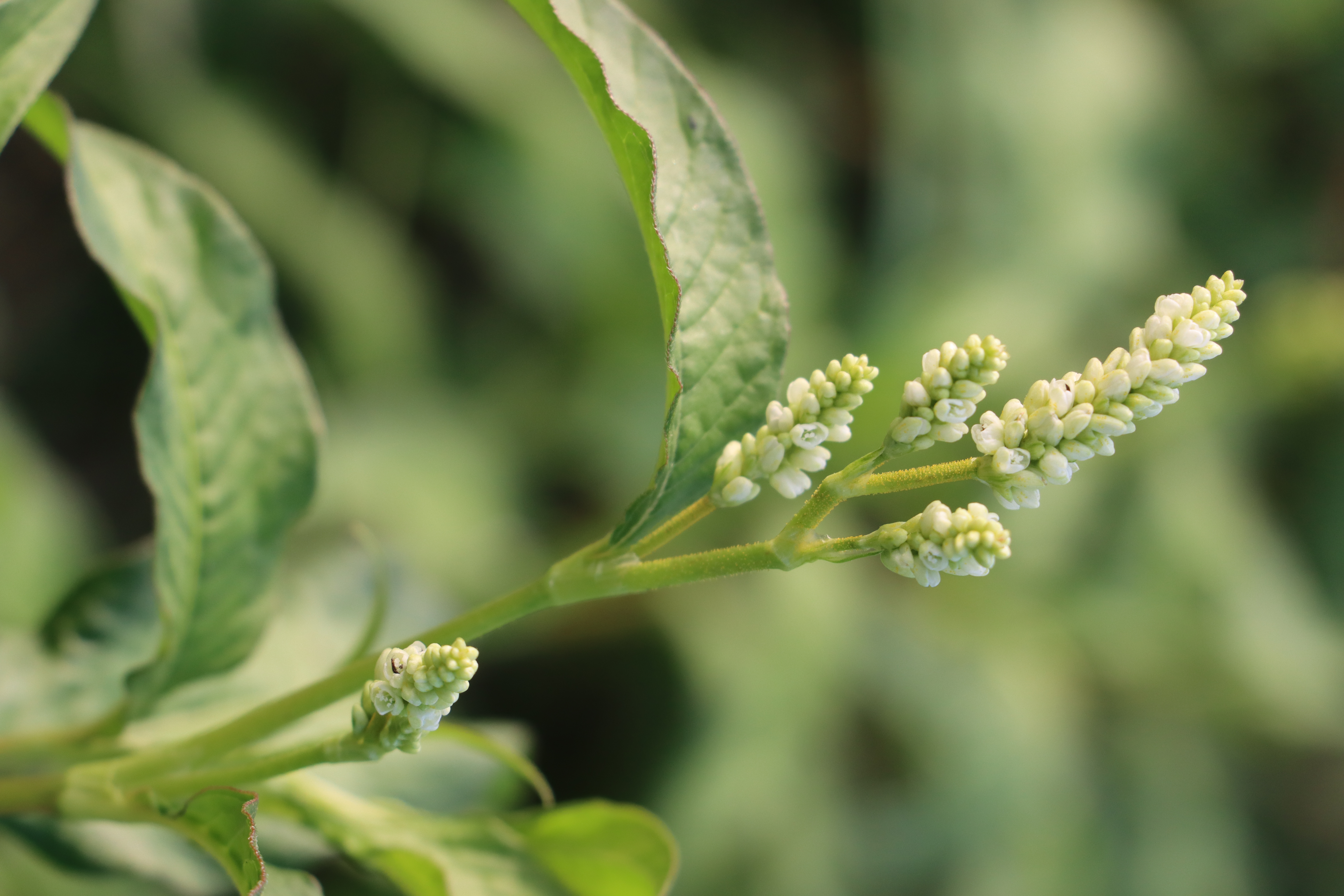 Polygonum hydropiper Photo 3