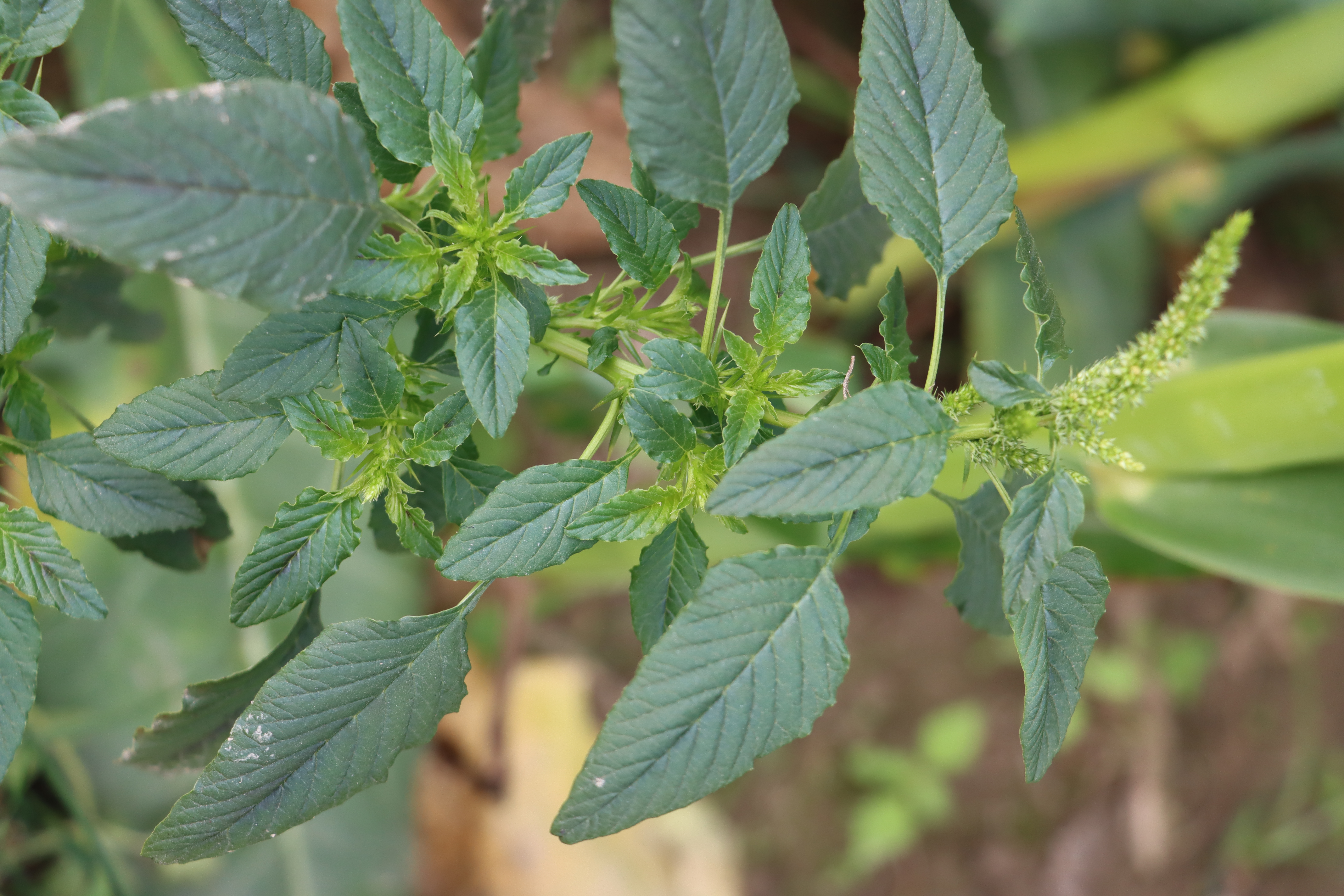 Amaranthus spinosus Photo 3
