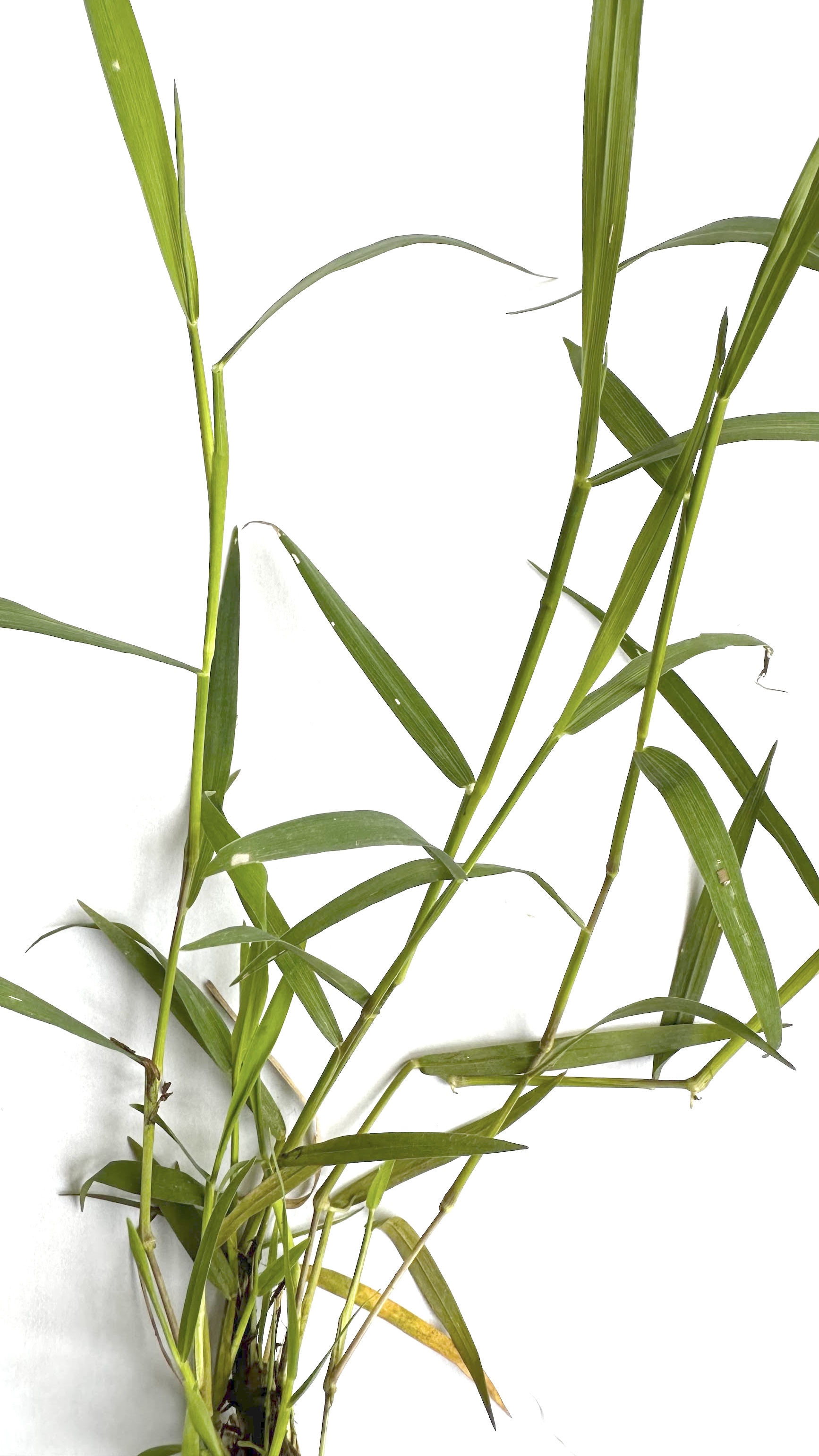 Leersia hexandra Photo 3
