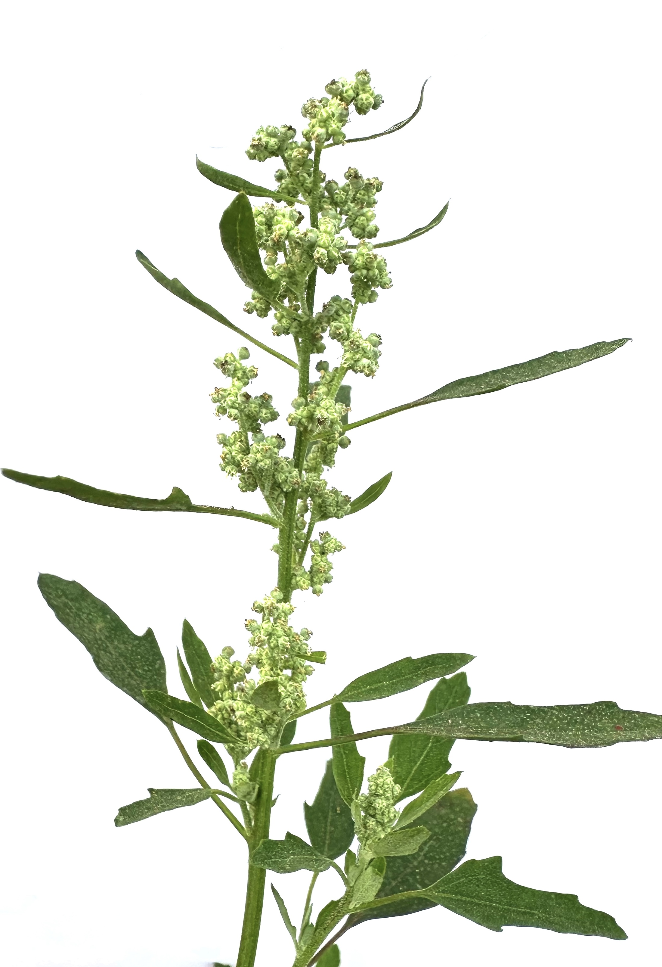 Chenopodium album Photo 3