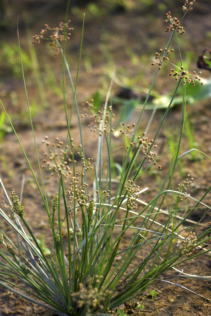 Fimbristylis miliacea Photo 3